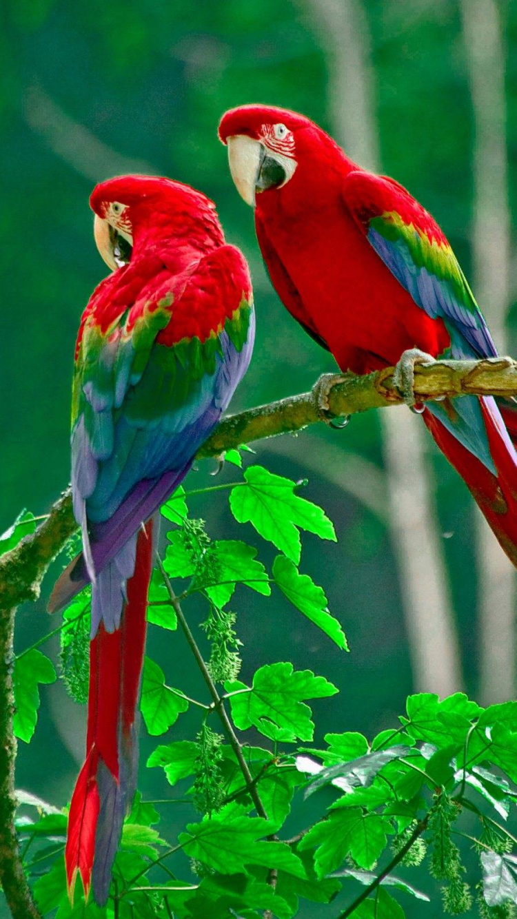 Zwei Rote Und Blaue Papageien Auf Braunem Ast Tagsüber. Wallpaper in 750x1334 Resolution