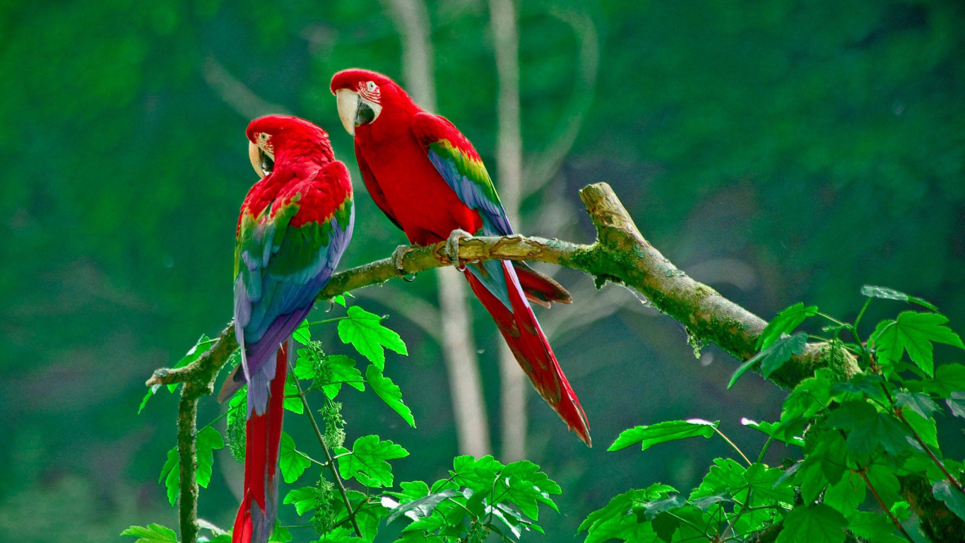 Two Red and Blue Parrots on Brown Tree Branch During Daytime. Wallpaper in 1366x768 Resolution