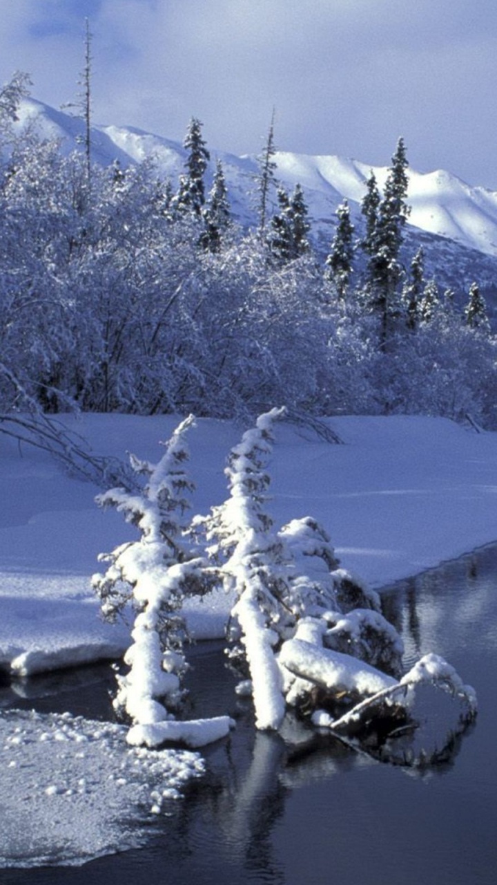 Schneebedeckte Bäume Auf Schneebedecktem Boden Tagsüber. Wallpaper in 720x1280 Resolution