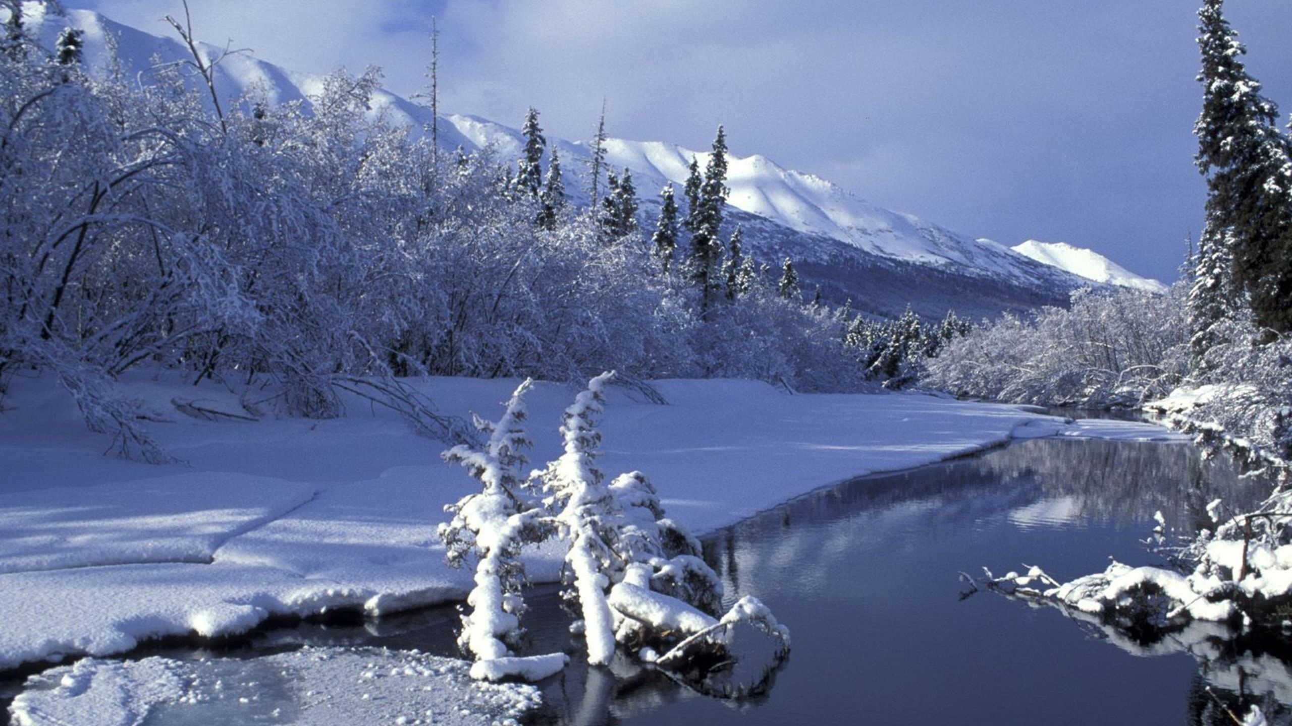 Arbres Couverts de Neige Sur un Sol Couvert de Neige Pendant la Journée. Wallpaper in 2560x1440 Resolution
