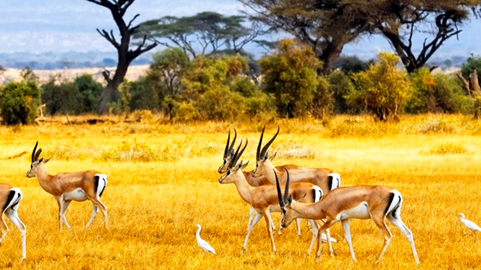Cerf Blanc et Brun Sur Terrain D'herbe Brune Pendant la Journée. Wallpaper in 1920x1080 Resolution