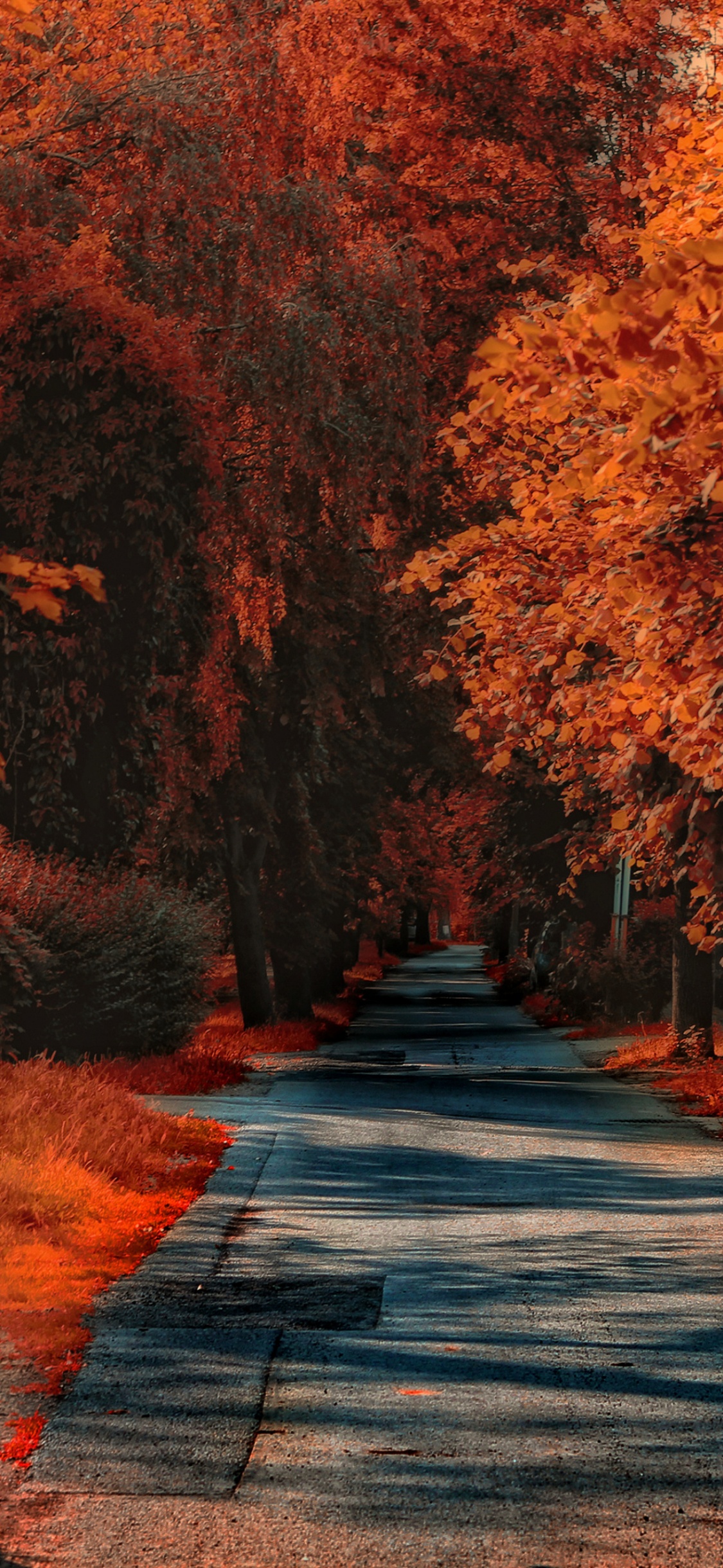 Herbst, Natur, Naturlandschaft, Holz, Fahrbahn. Wallpaper in 1125x2436 Resolution