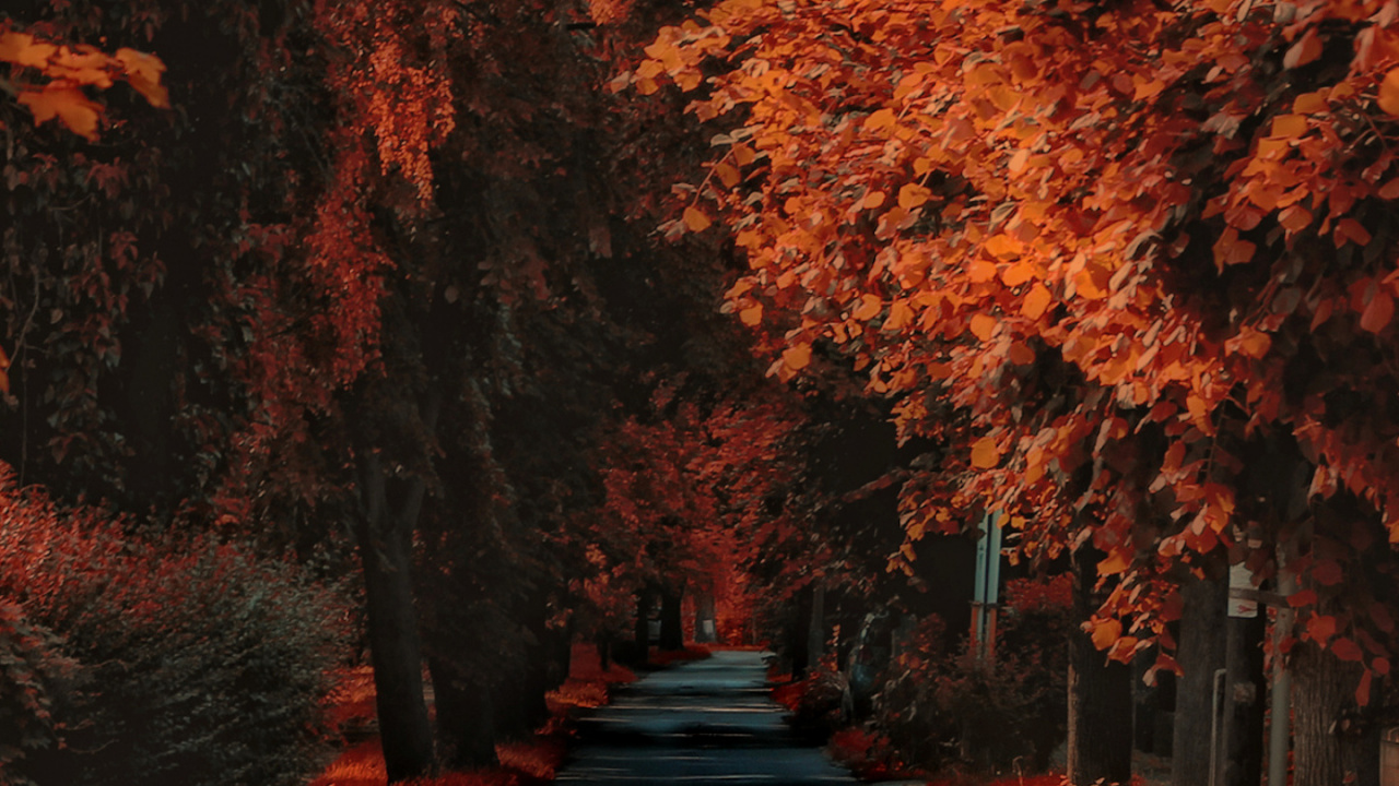 Nature, Paysage Naturel, Surface de la Route, Environnement Naturel, Orange. Wallpaper in 1280x720 Resolution