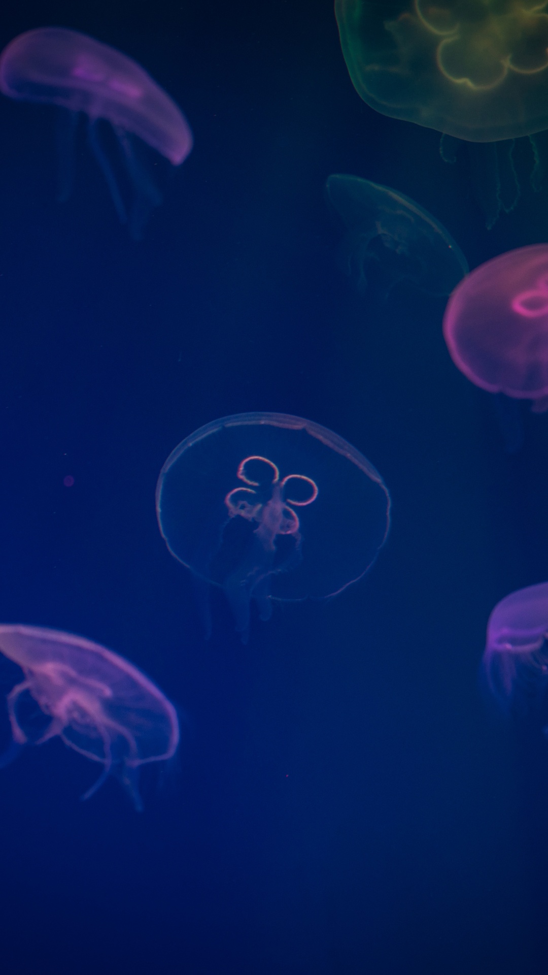 Blue Jellyfish in Water During Daytime. Wallpaper in 1080x1920 Resolution