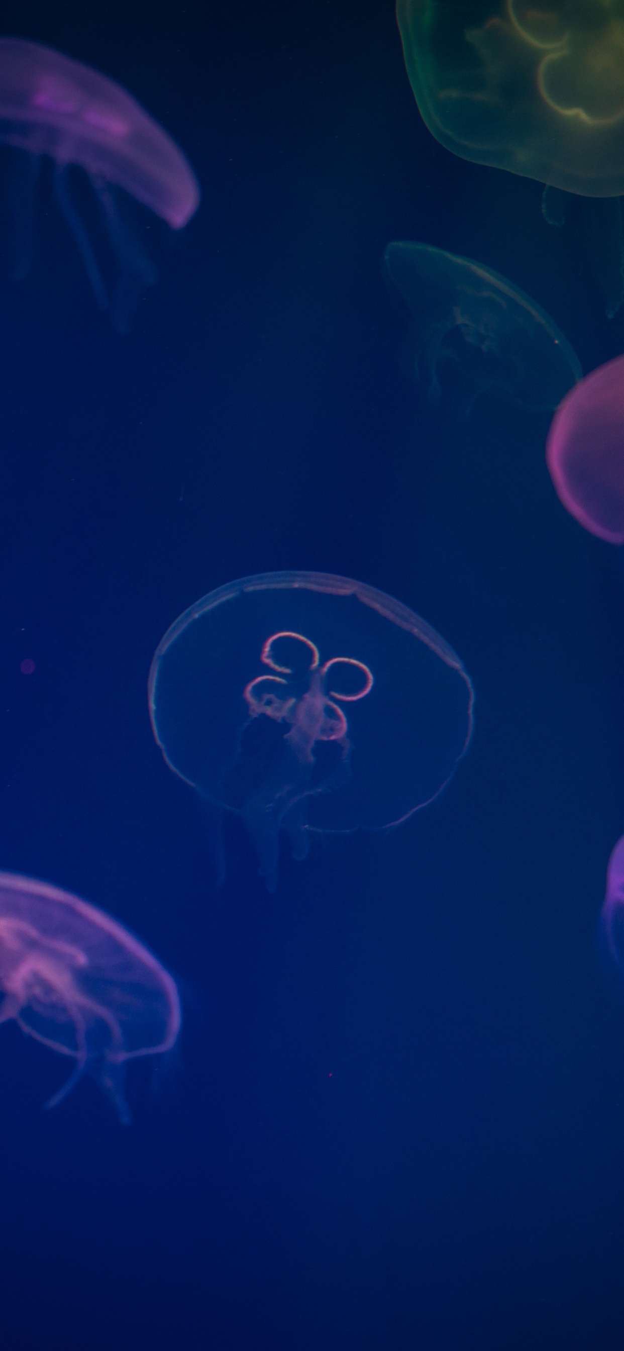 Blue Jellyfish in Water During Daytime. Wallpaper in 1242x2688 Resolution