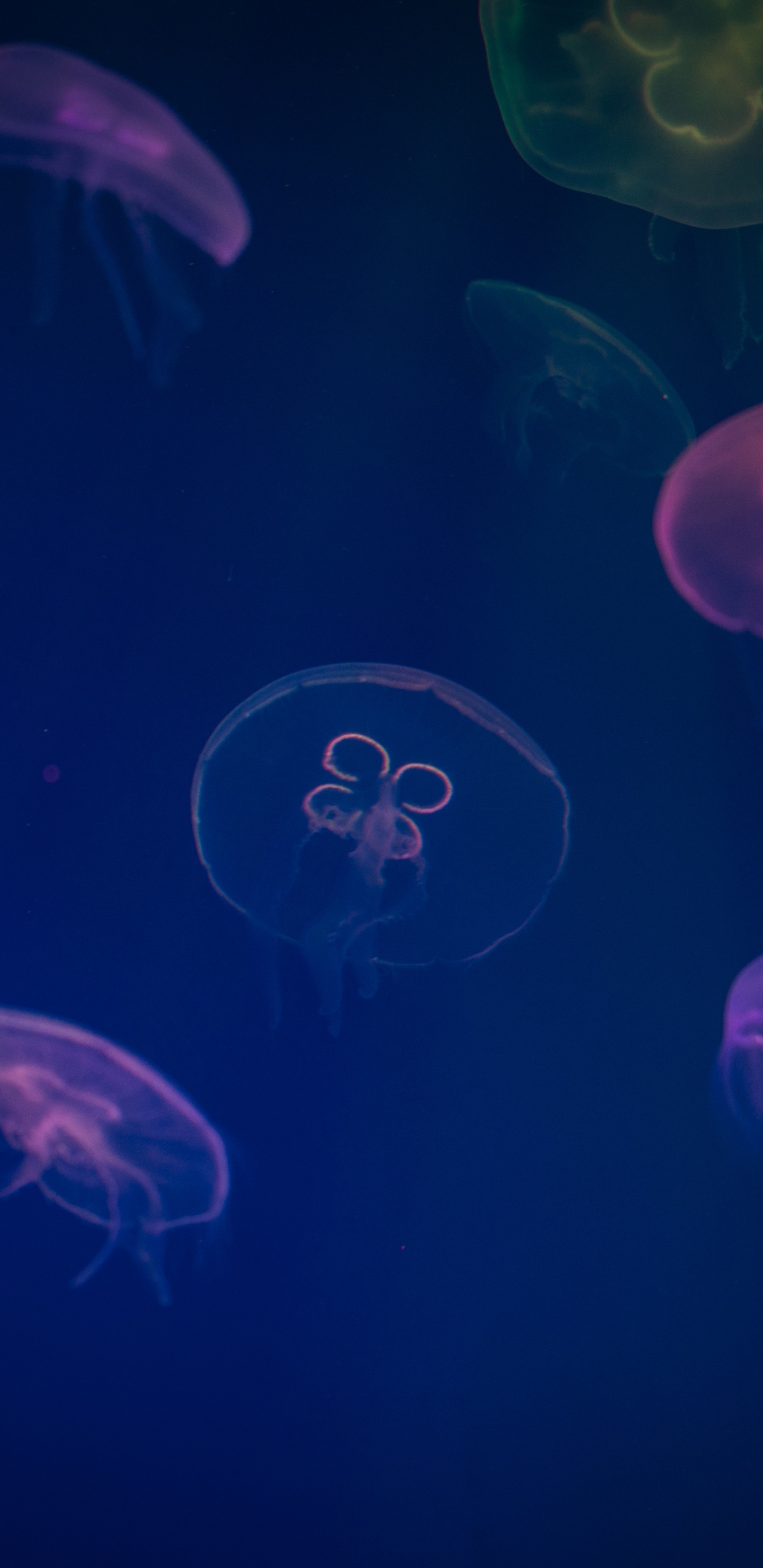 Blue Jellyfish in Water During Daytime. Wallpaper in 1440x2960 Resolution