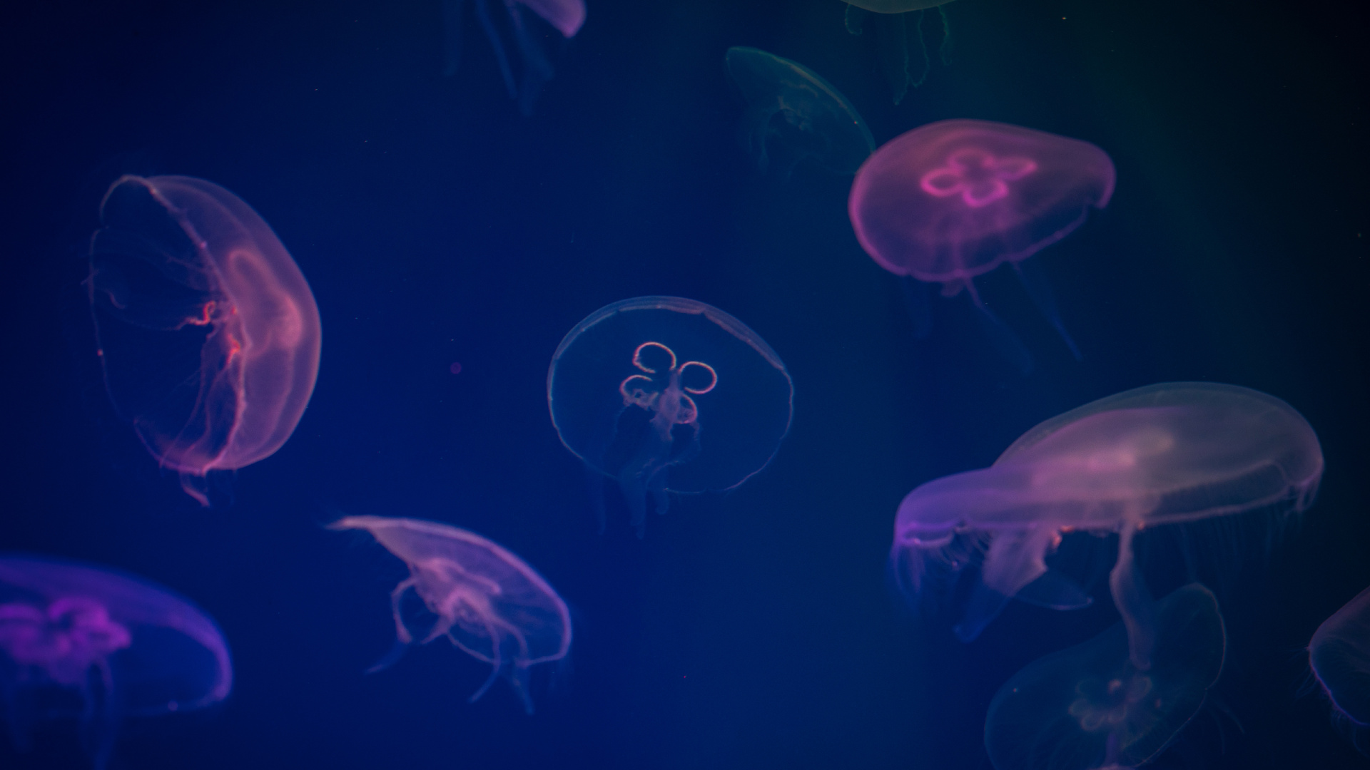 Blue Jellyfish in Water During Daytime. Wallpaper in 1920x1080 Resolution
