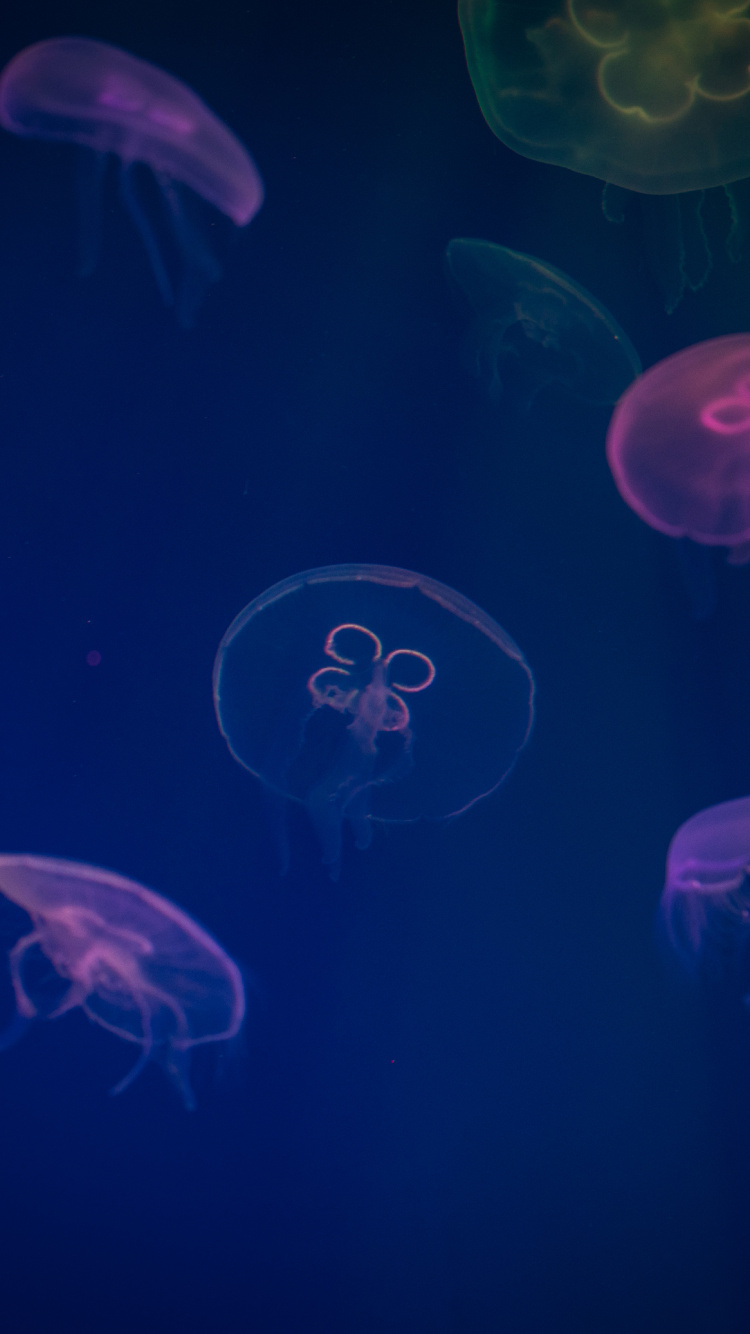 Blue Jellyfish in Water During Daytime. Wallpaper in 750x1334 Resolution