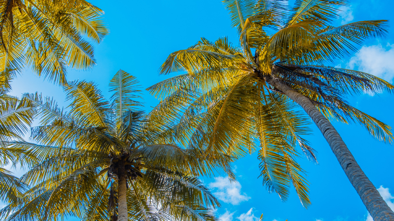 Palme, Kokosnuss, Baum, Tageszeit, Woody Pflanze. Wallpaper in 1280x720 Resolution