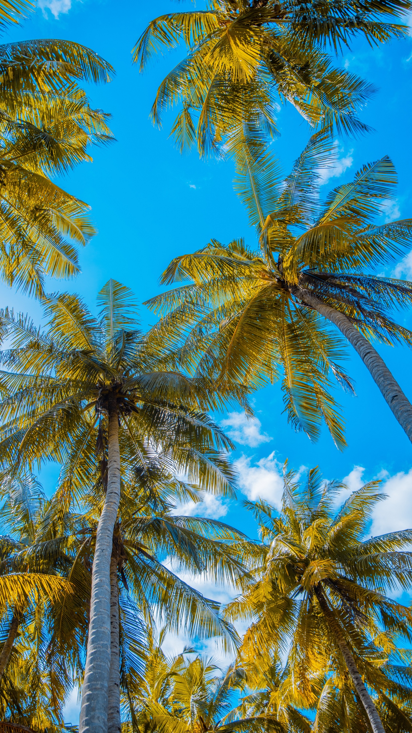 Palme, Kokosnuss, Baum, Tageszeit, Woody Pflanze. Wallpaper in 1440x2560 Resolution