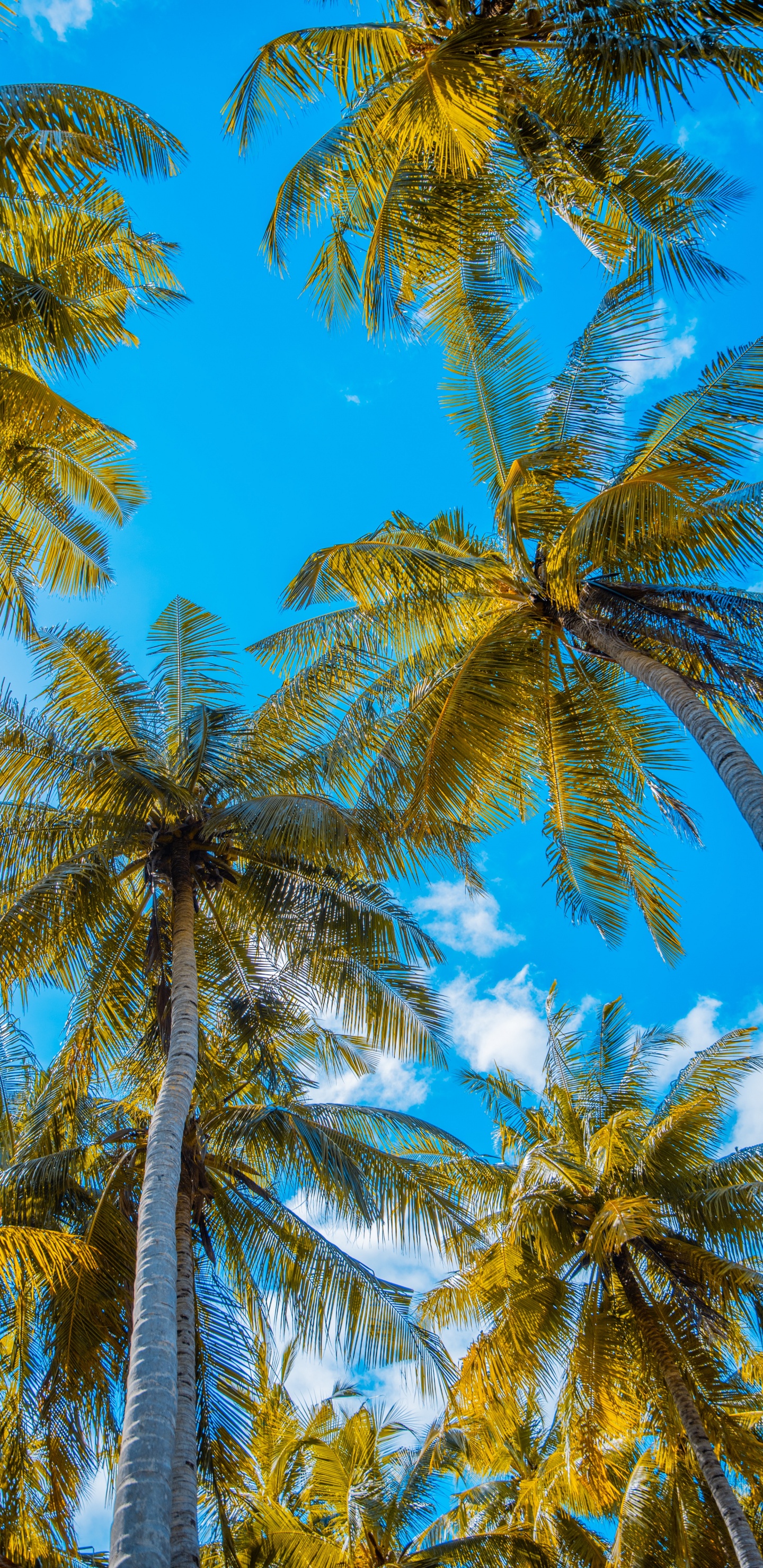 Palmera, Coco, Planta Leñosa, Arecales, la Vegetación. Wallpaper in 1440x2960 Resolution