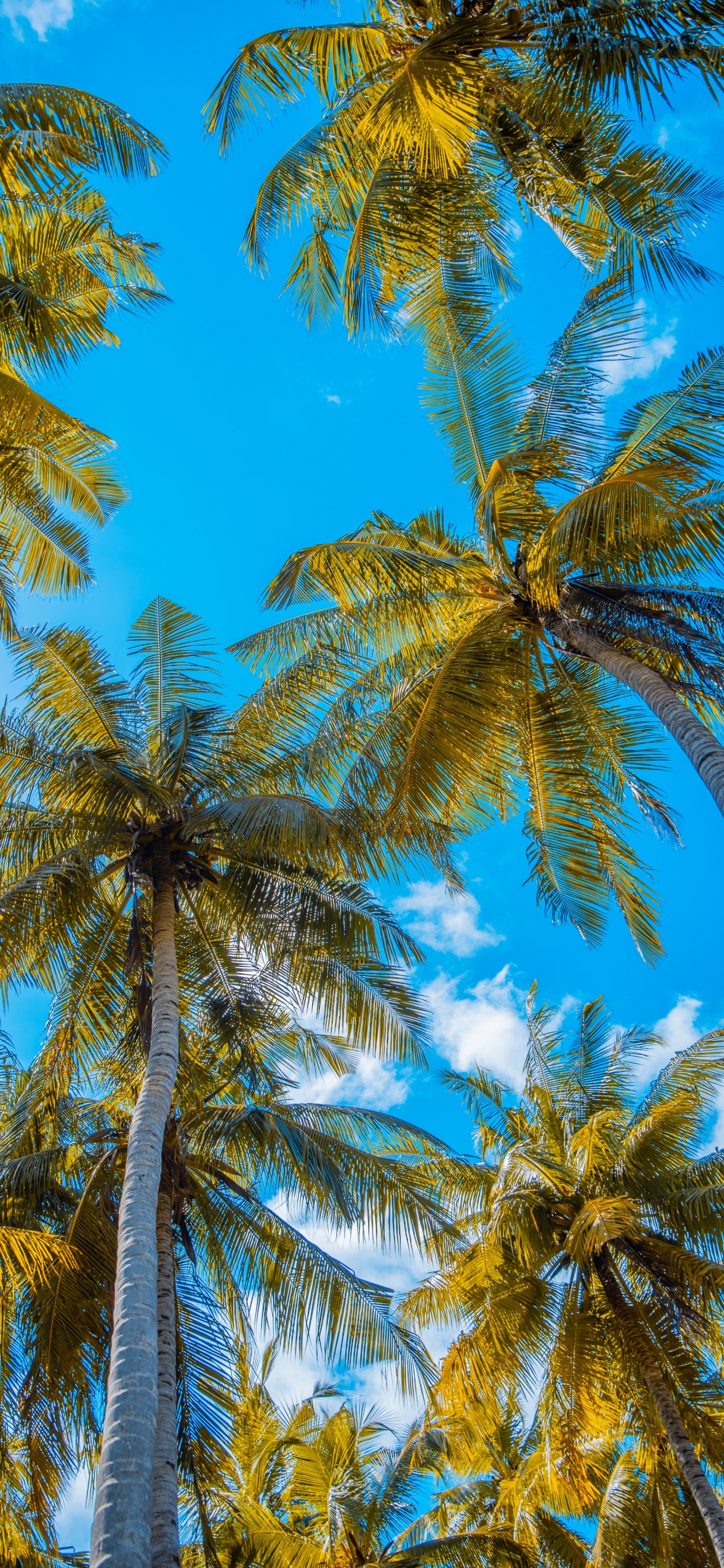 Palm Trees, Coconut, Tree, Daytime, Plant. Wallpaper in 1242x2688 Resolution