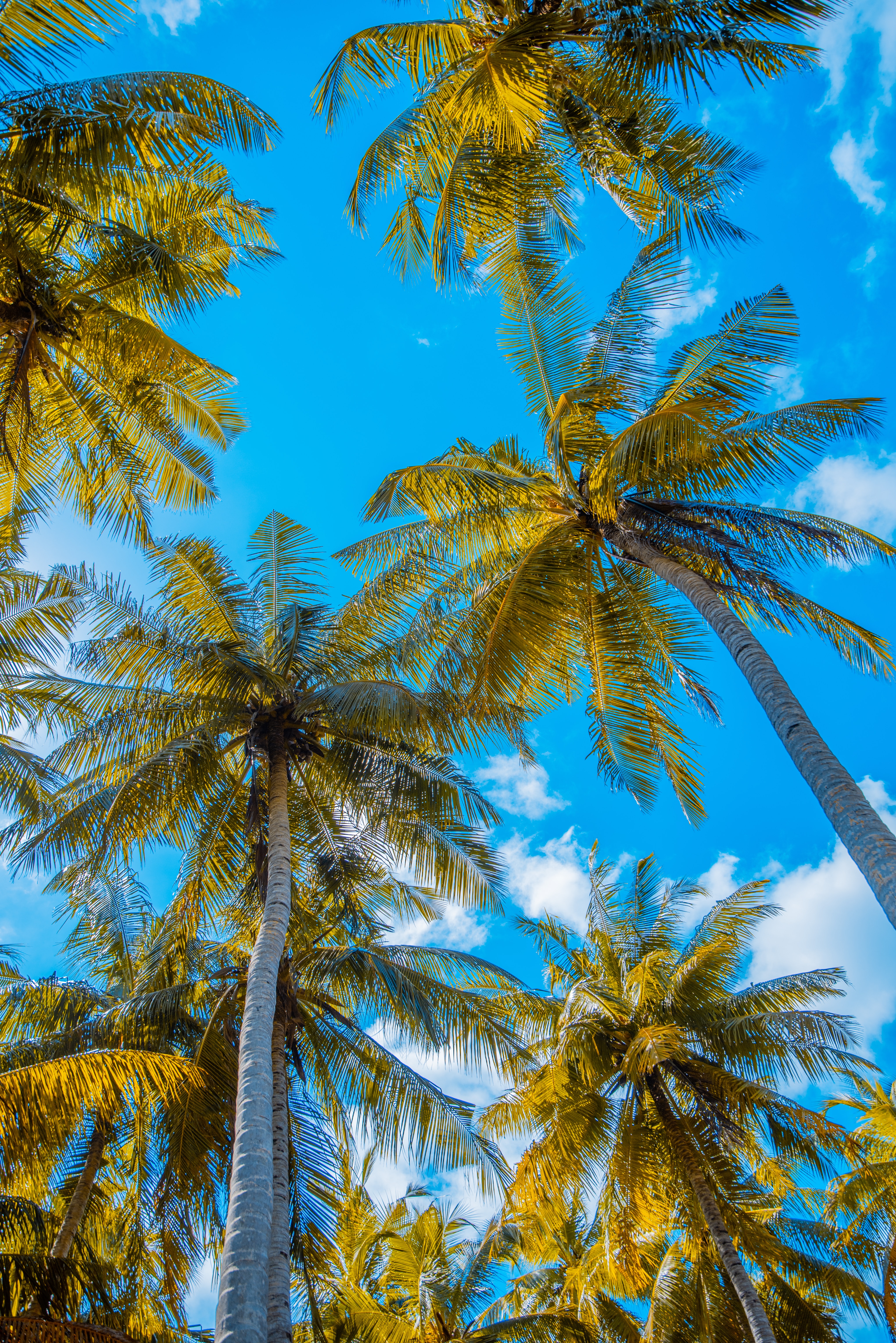 palm trees wallpaper ipad