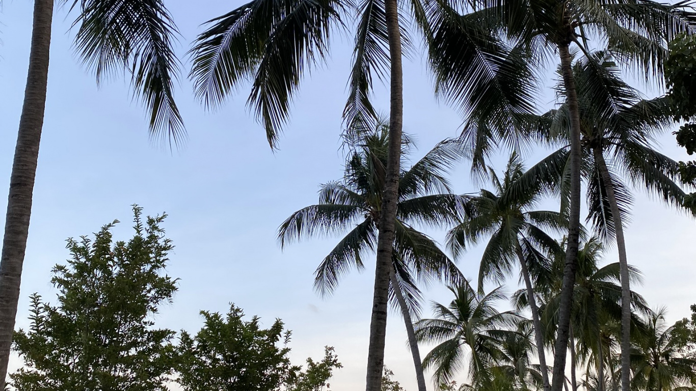 Babassu, Date Palm, Tree, Woody Plant, Trunk. Wallpaper in 1366x768 Resolution