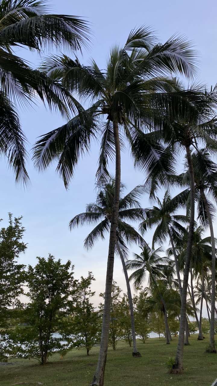 Babassu, Date Palm, Tree, Woody Plant, Trunk. Wallpaper in 720x1280 Resolution