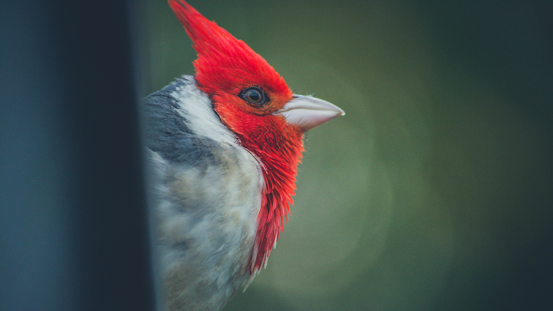 Pájaro Rojo Blanco y Negro. Wallpaper in 1920x1080 Resolution