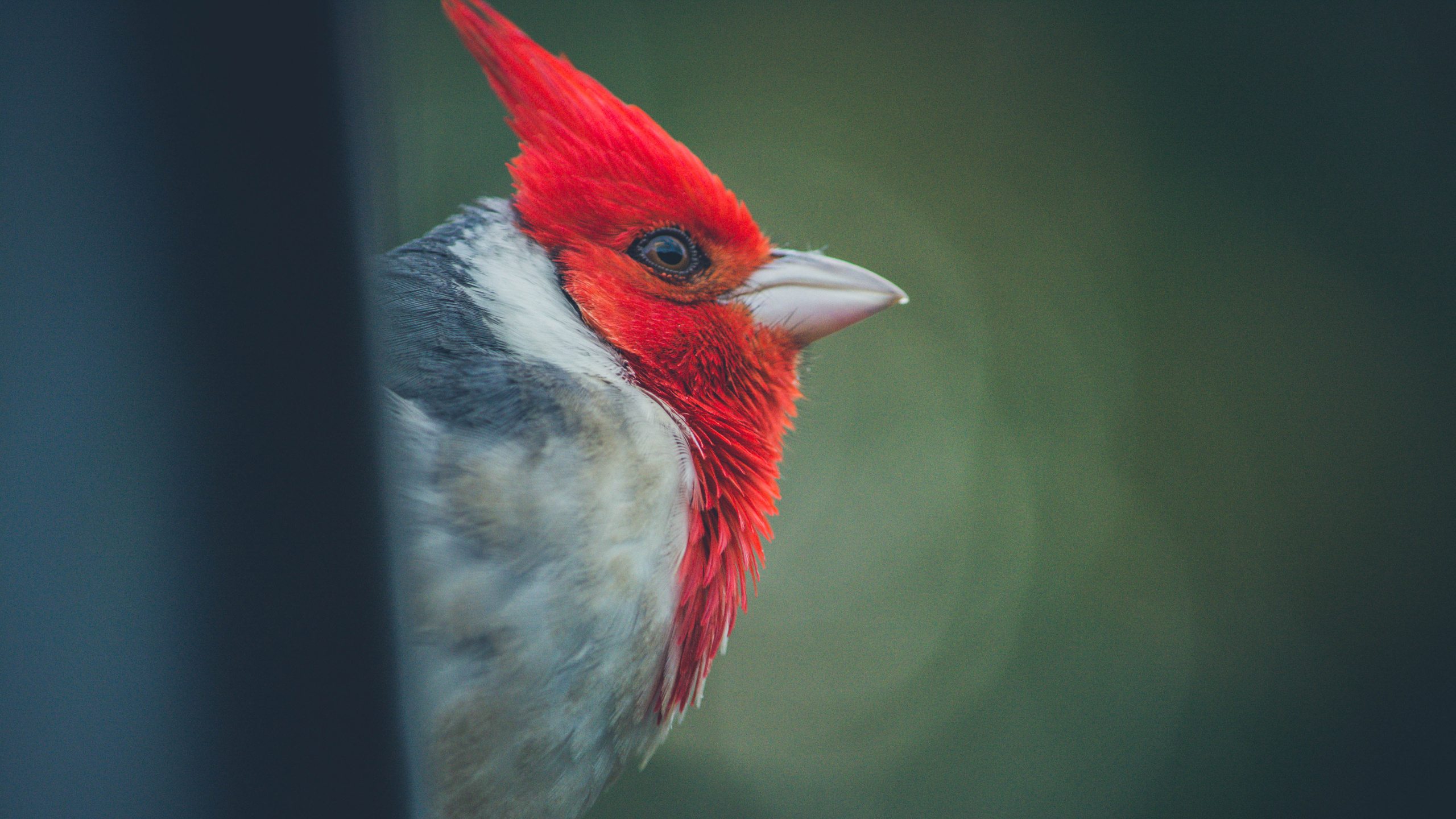 Pájaro Rojo Blanco y Negro. Wallpaper in 2560x1440 Resolution