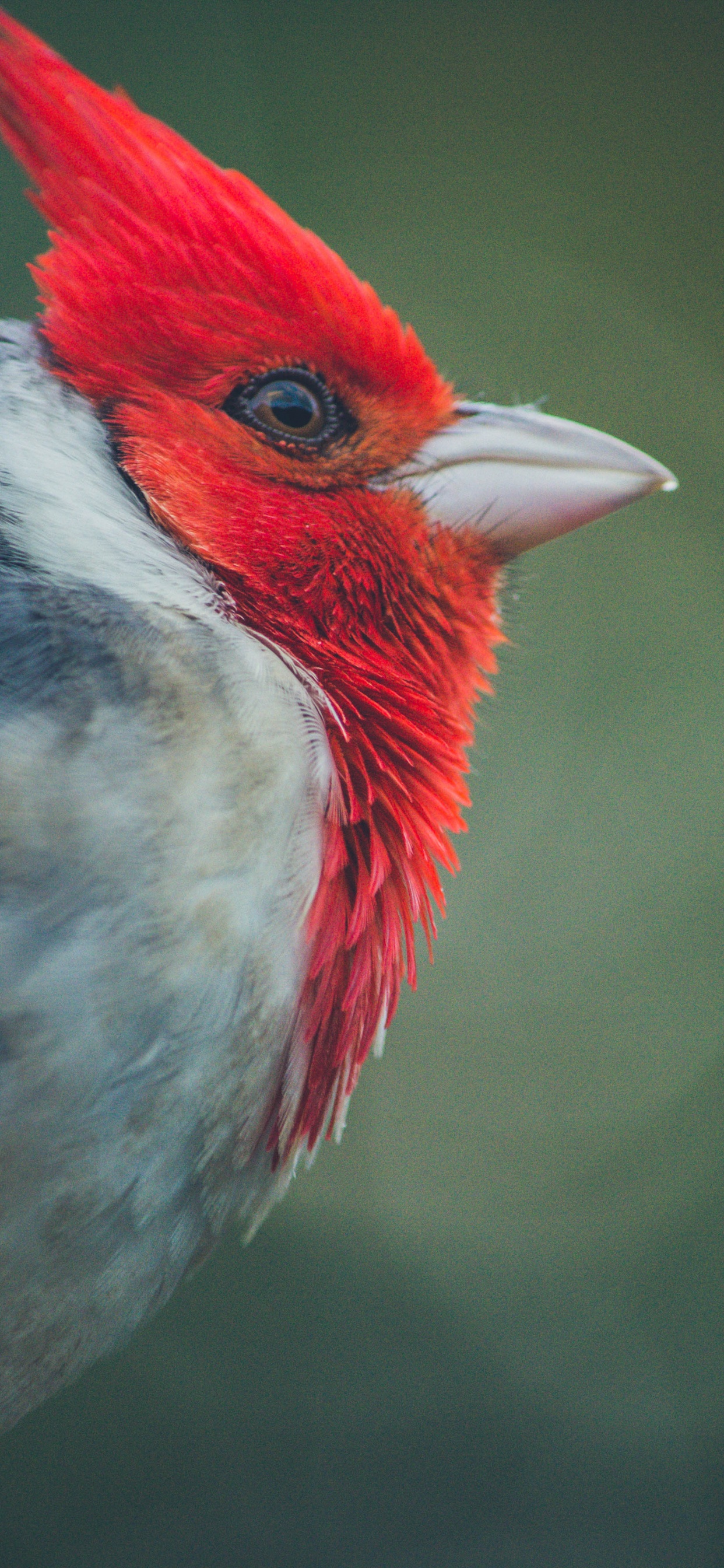 Red White and Black Bird. Wallpaper in 1242x2688 Resolution