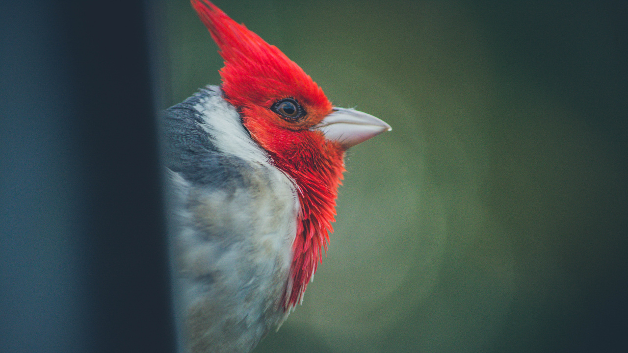 Oiseau Rouge Blanc et Noir. Wallpaper in 1280x720 Resolution
