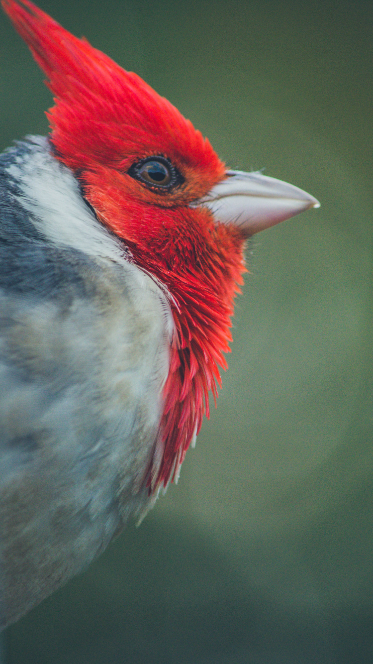 Oiseau Rouge Blanc et Noir. Wallpaper in 750x1334 Resolution