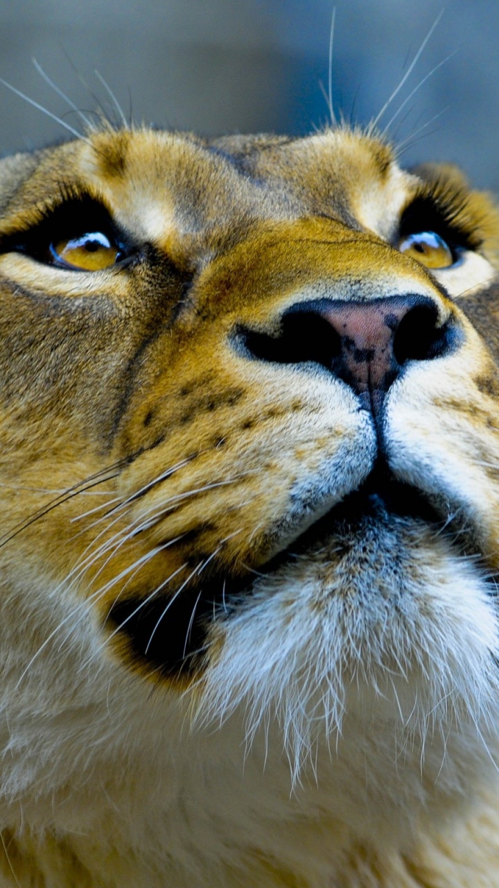 Lionne Brune en Photographie Rapprochée. Wallpaper in 720x1280 Resolution