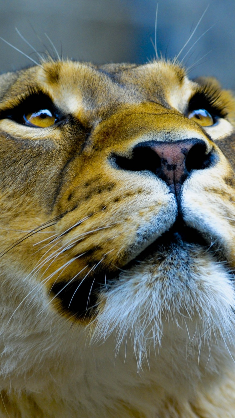 Lionne Brune en Photographie Rapprochée. Wallpaper in 750x1334 Resolution