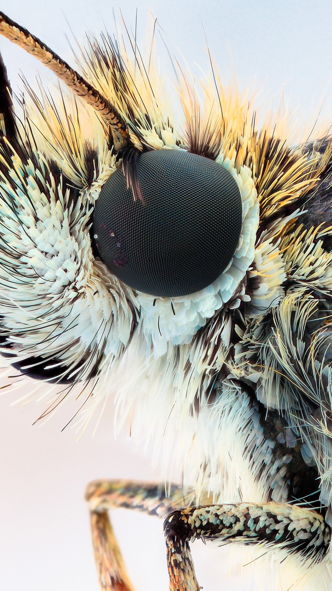 White and Brown Moth in Close up Photography. Wallpaper in 1080x1920 Resolution