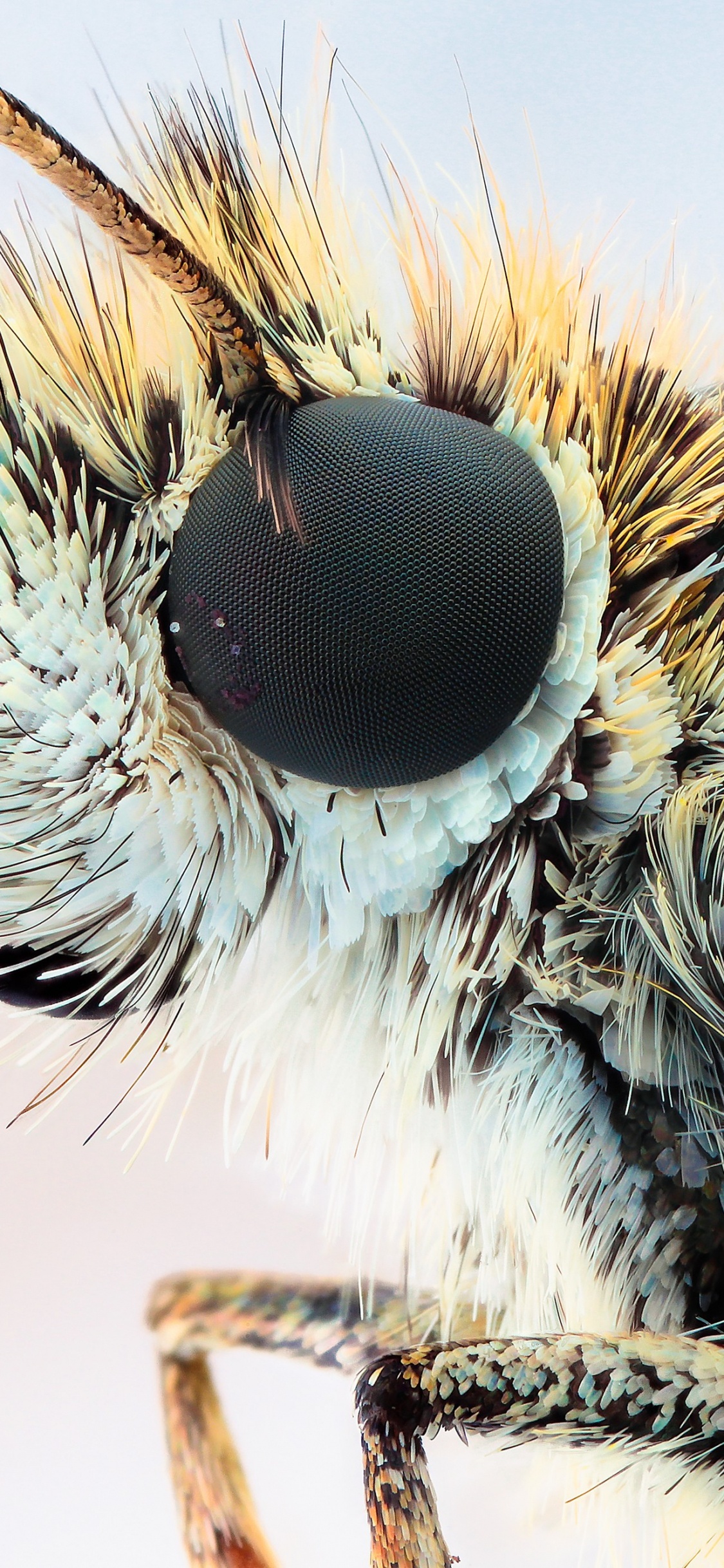 White and Brown Moth in Close up Photography. Wallpaper in 1125x2436 Resolution