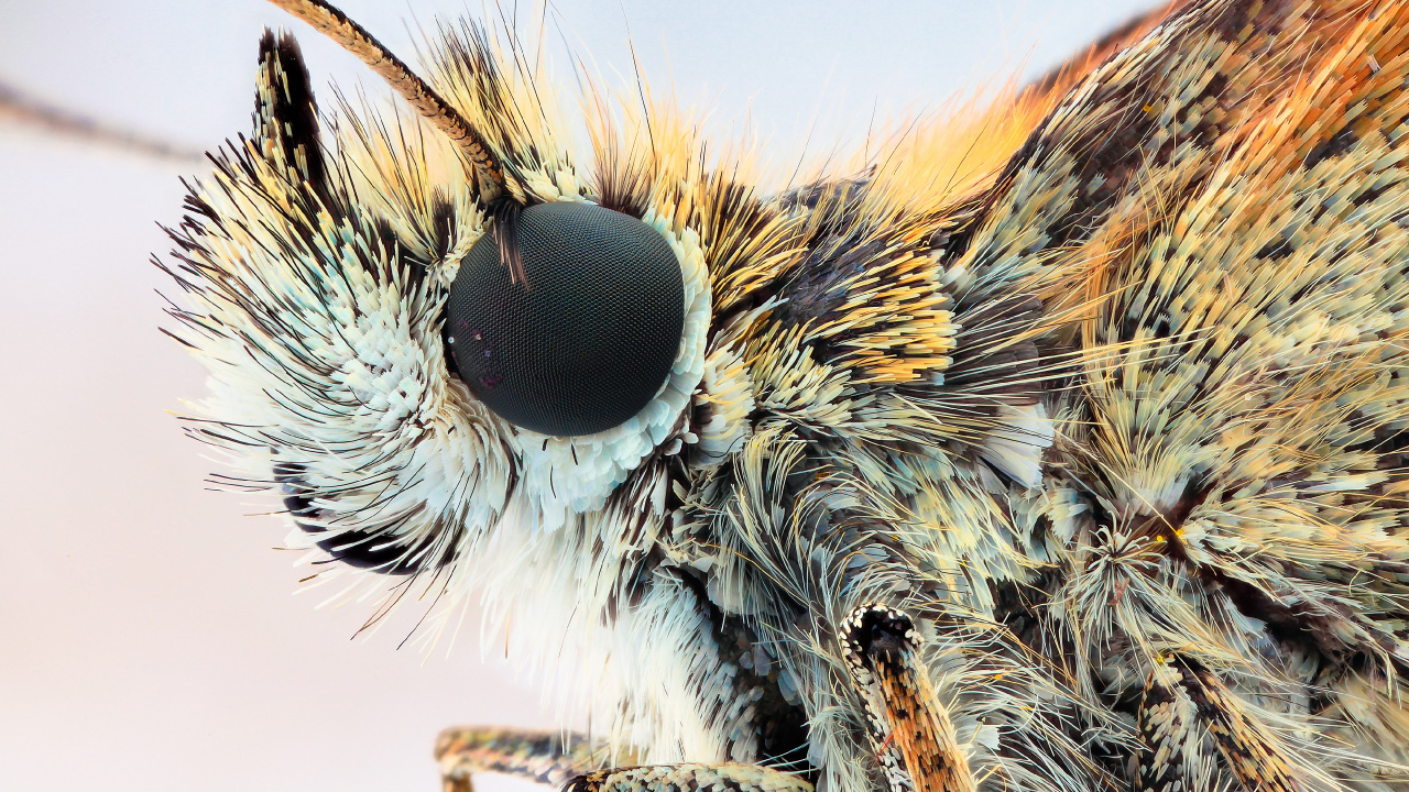 White and Brown Moth in Close up Photography. Wallpaper in 1280x720 Resolution