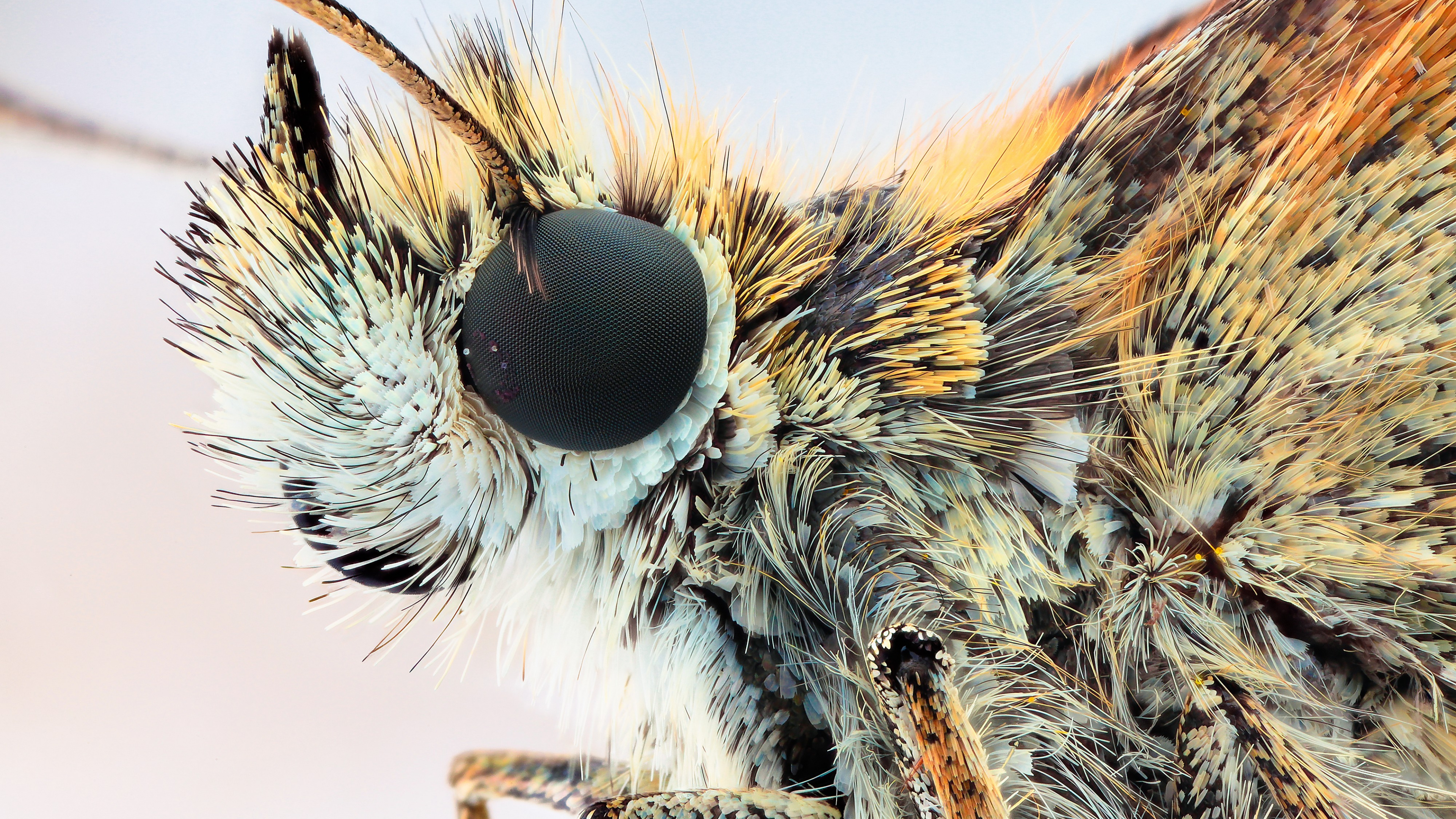 White and Brown Moth in Close up Photography. Wallpaper in 3840x2160 Resolution