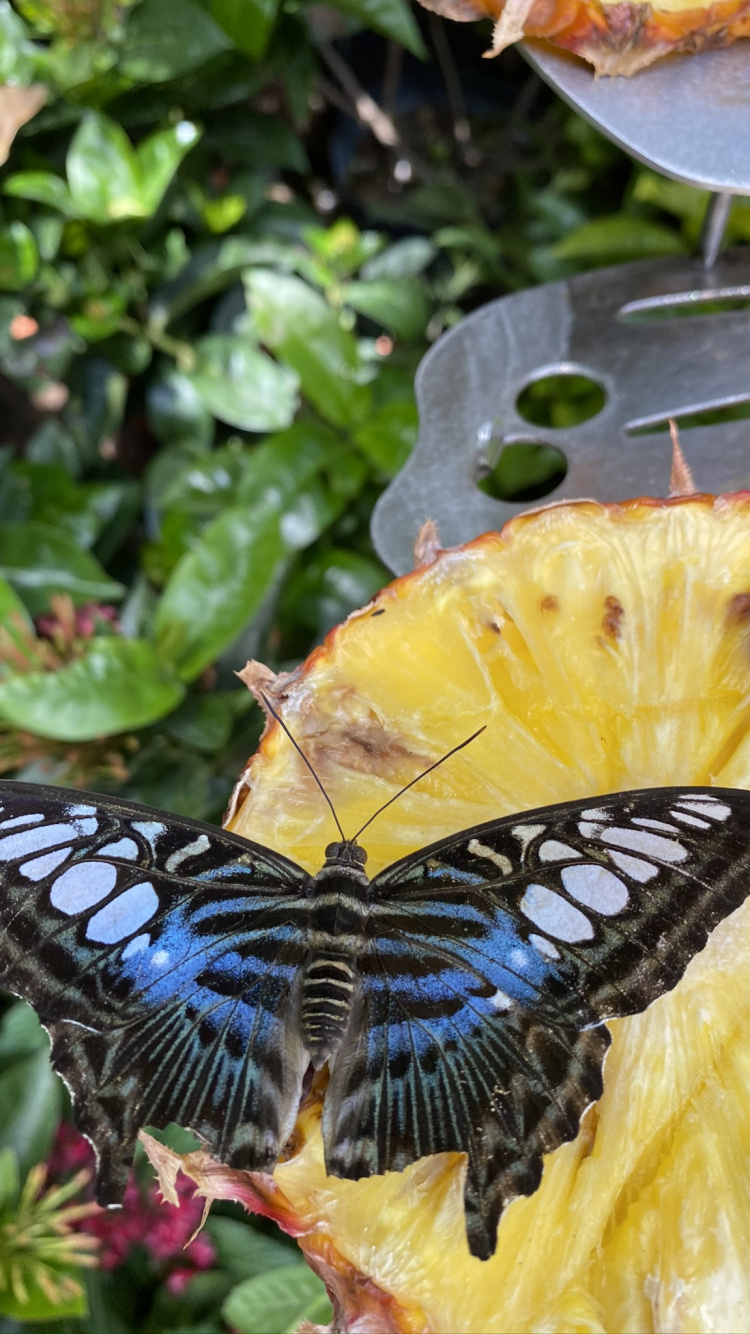 Insect, Butterflies, Arthropod, Invertebrate, Yellow. Wallpaper in 750x1334 Resolution