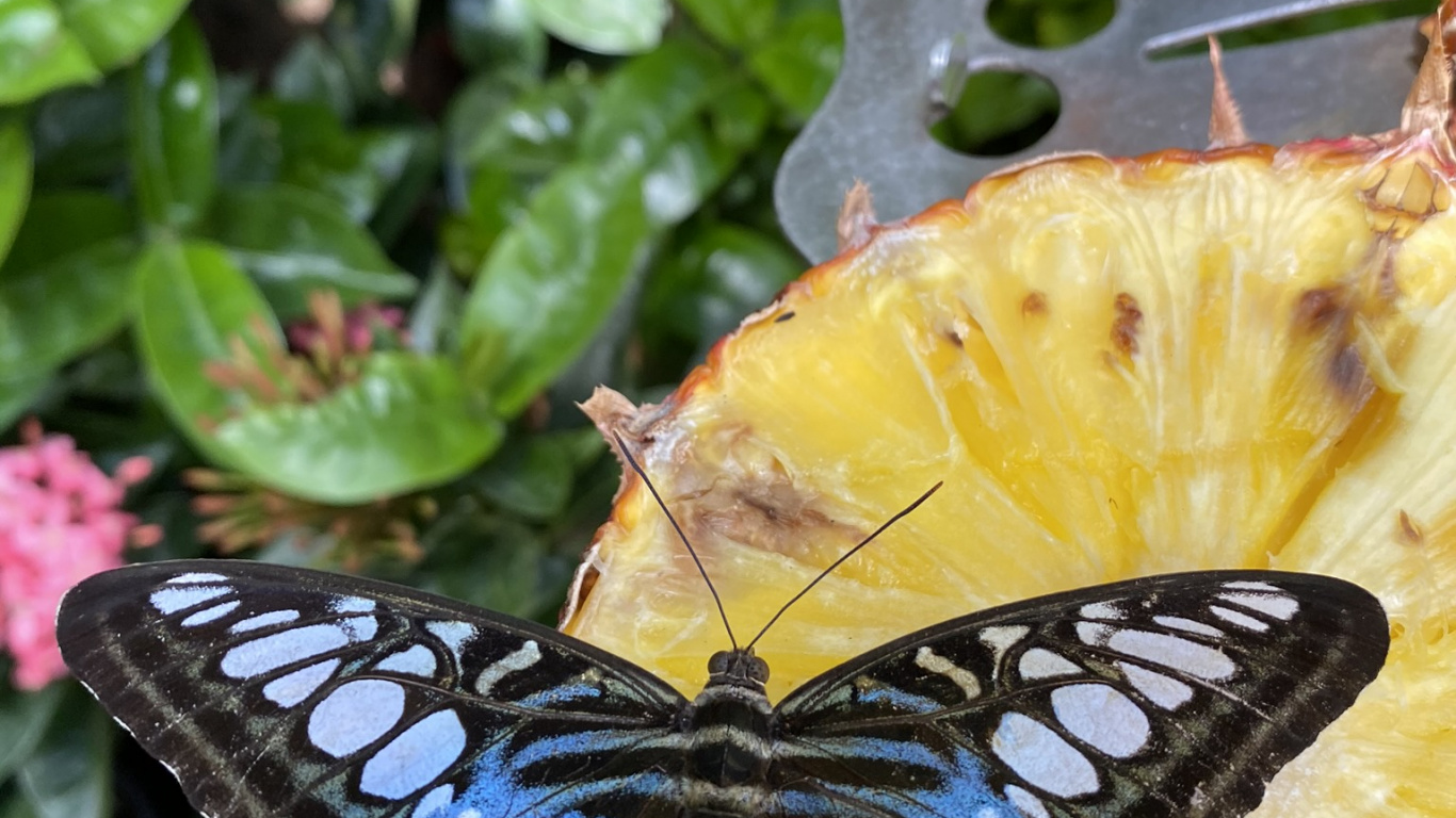 Insecto, Las Mariposas, Artrópodos, Amarillo, Polinizador. Wallpaper in 1366x768 Resolution