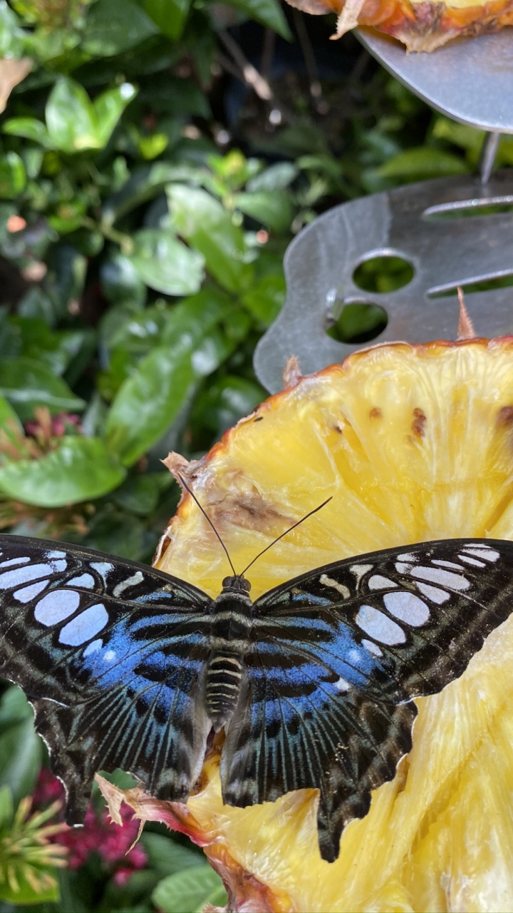 Insecto, Las Mariposas, Artrópodos, Amarillo, Polinizador. Wallpaper in 720x1280 Resolution