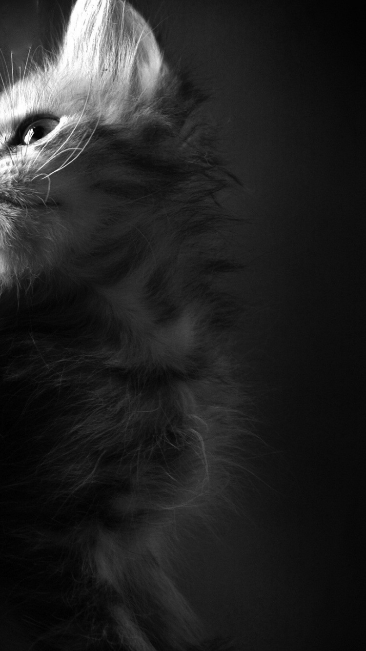 Grayscale Photo of Cat With Black Eyes. Wallpaper in 750x1334 Resolution