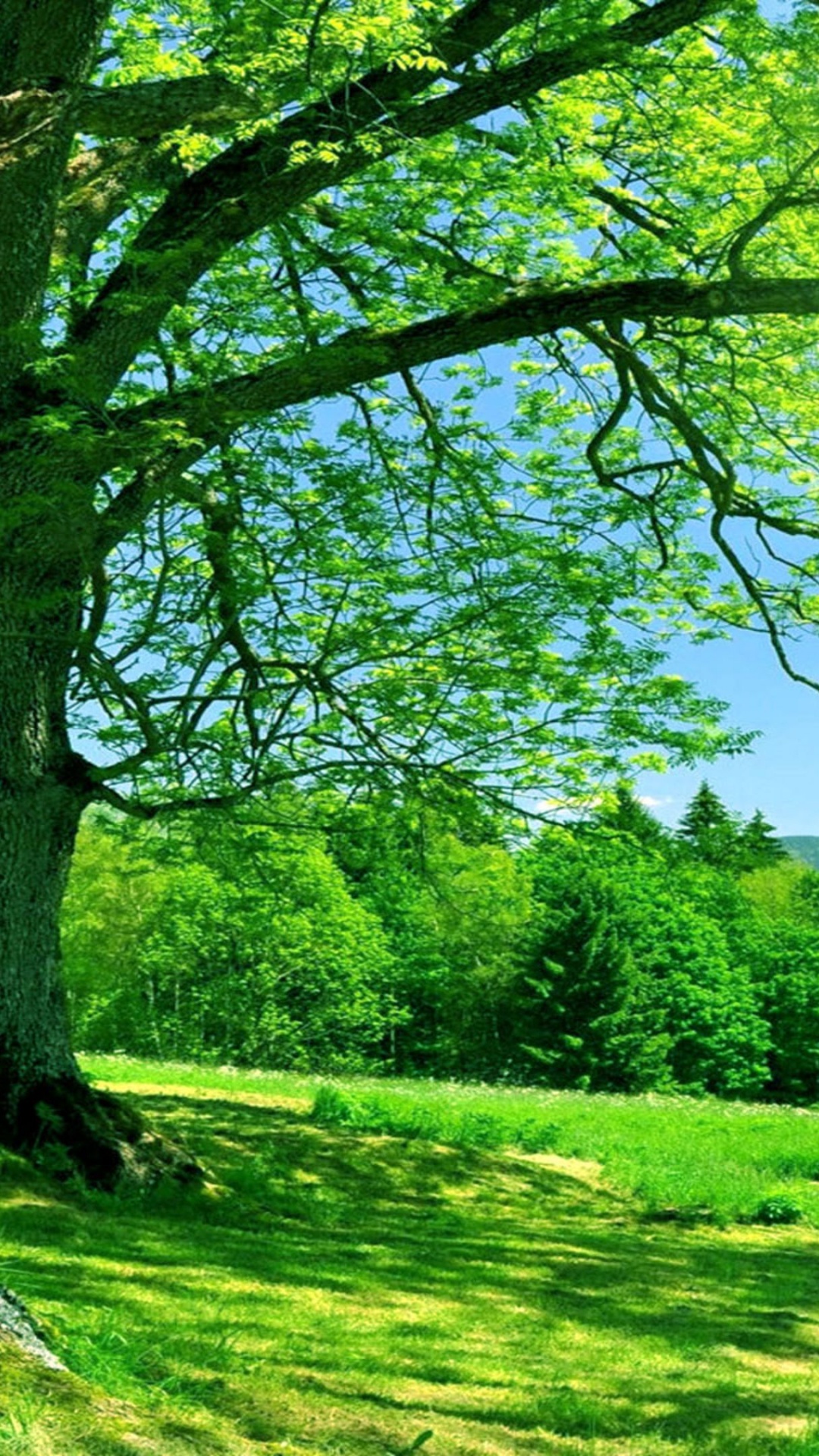 Green Grass Field With Trees and Mountains in The Distance. Wallpaper in 1080x1920 Resolution