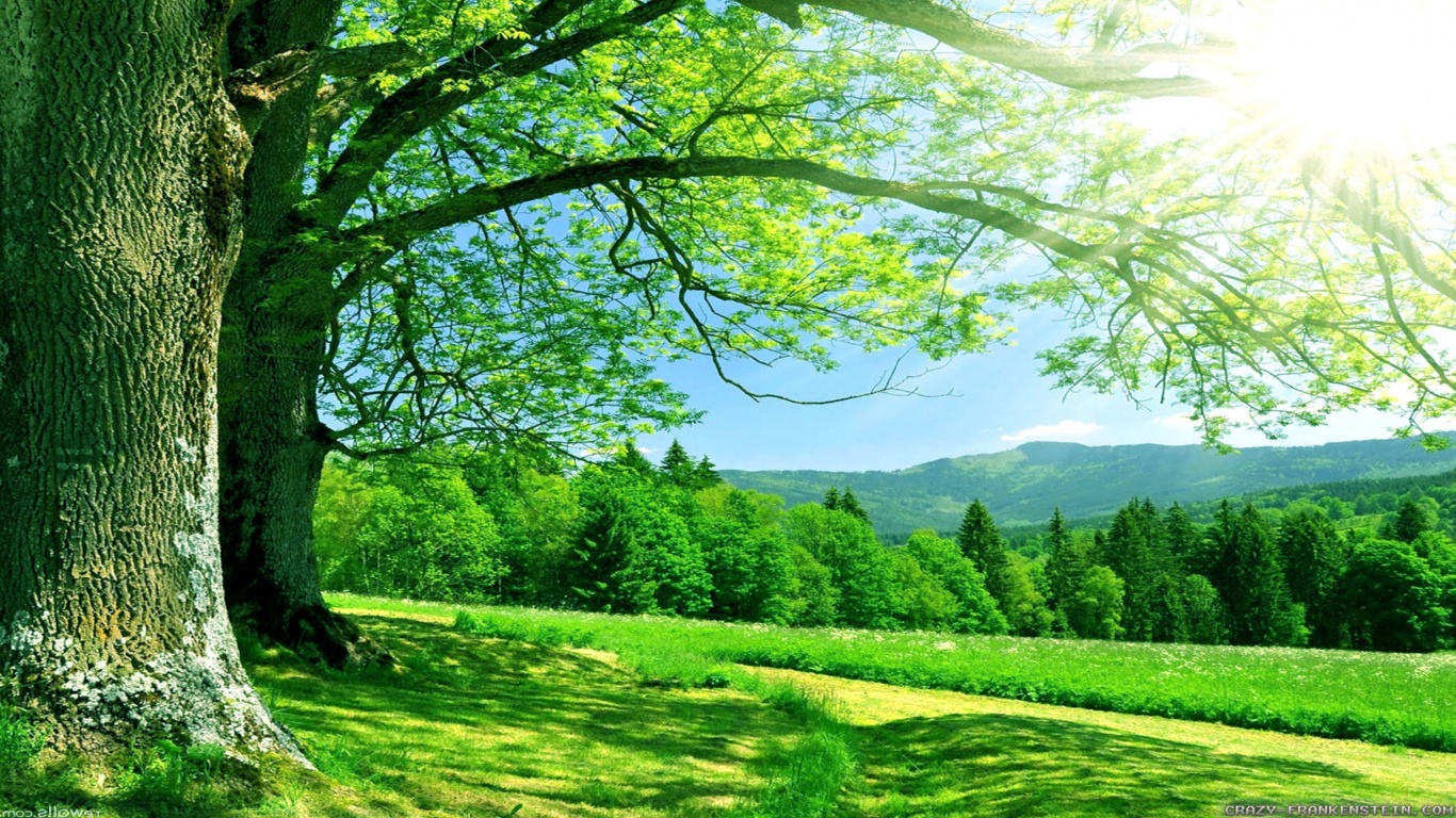 Green Grass Field With Trees and Mountains in The Distance. Wallpaper in 1366x768 Resolution