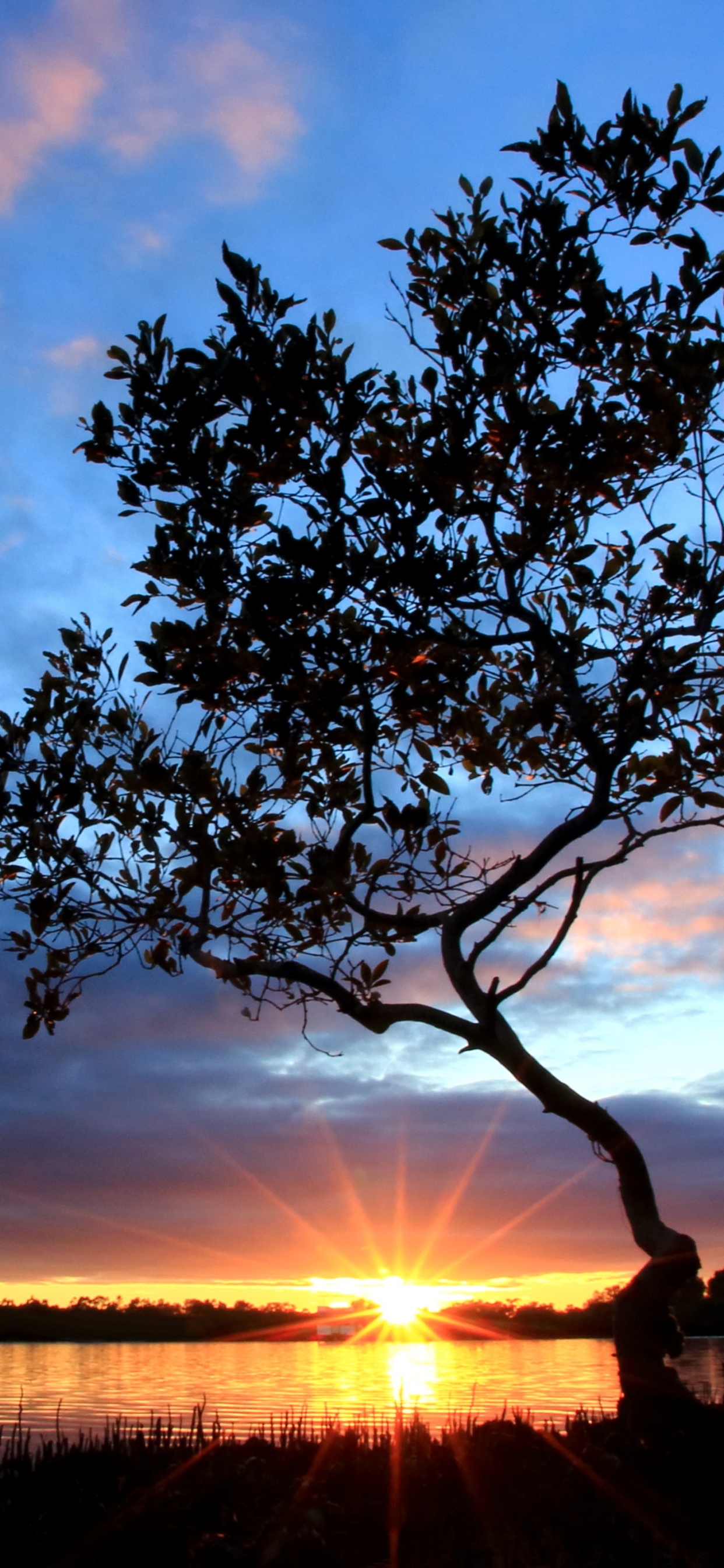 Silhouette D'arbre Pendant le Coucher du Soleil. Wallpaper in 1242x2688 Resolution
