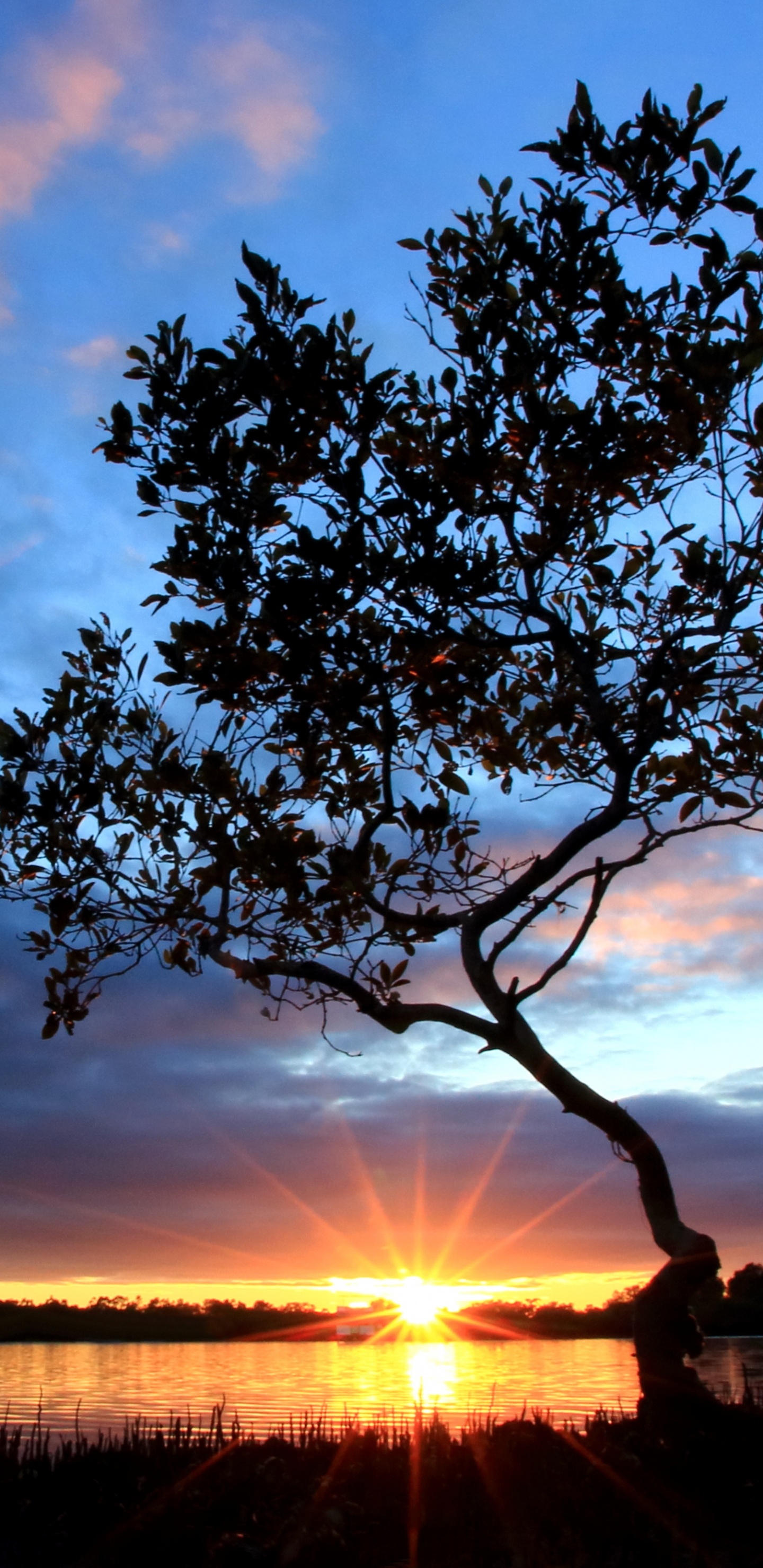 Silueta de Árbol Durante la Puesta de Sol. Wallpaper in 1440x2960 Resolution
