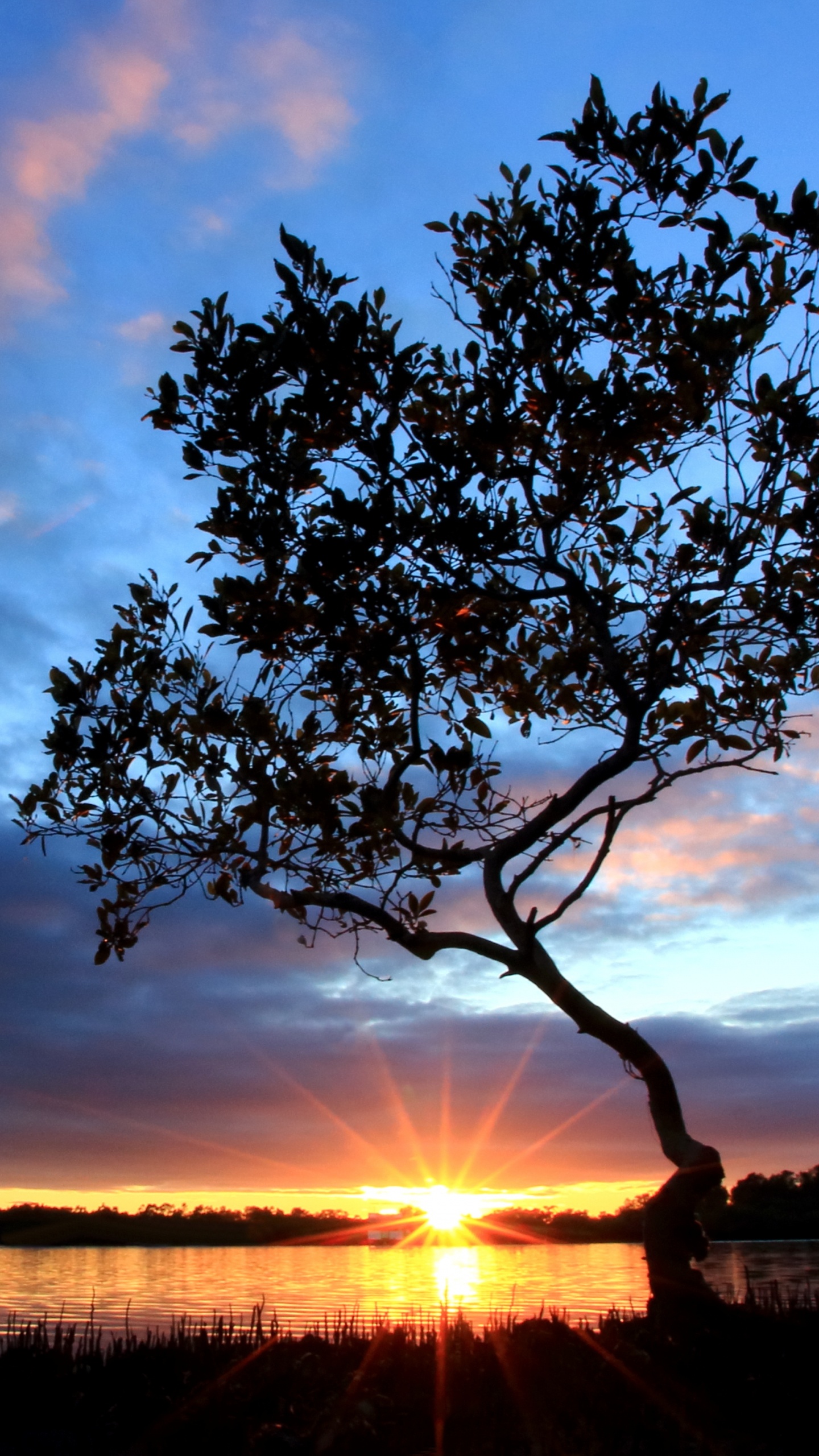 Silhouette of Tree During Sunset. Wallpaper in 1440x2560 Resolution