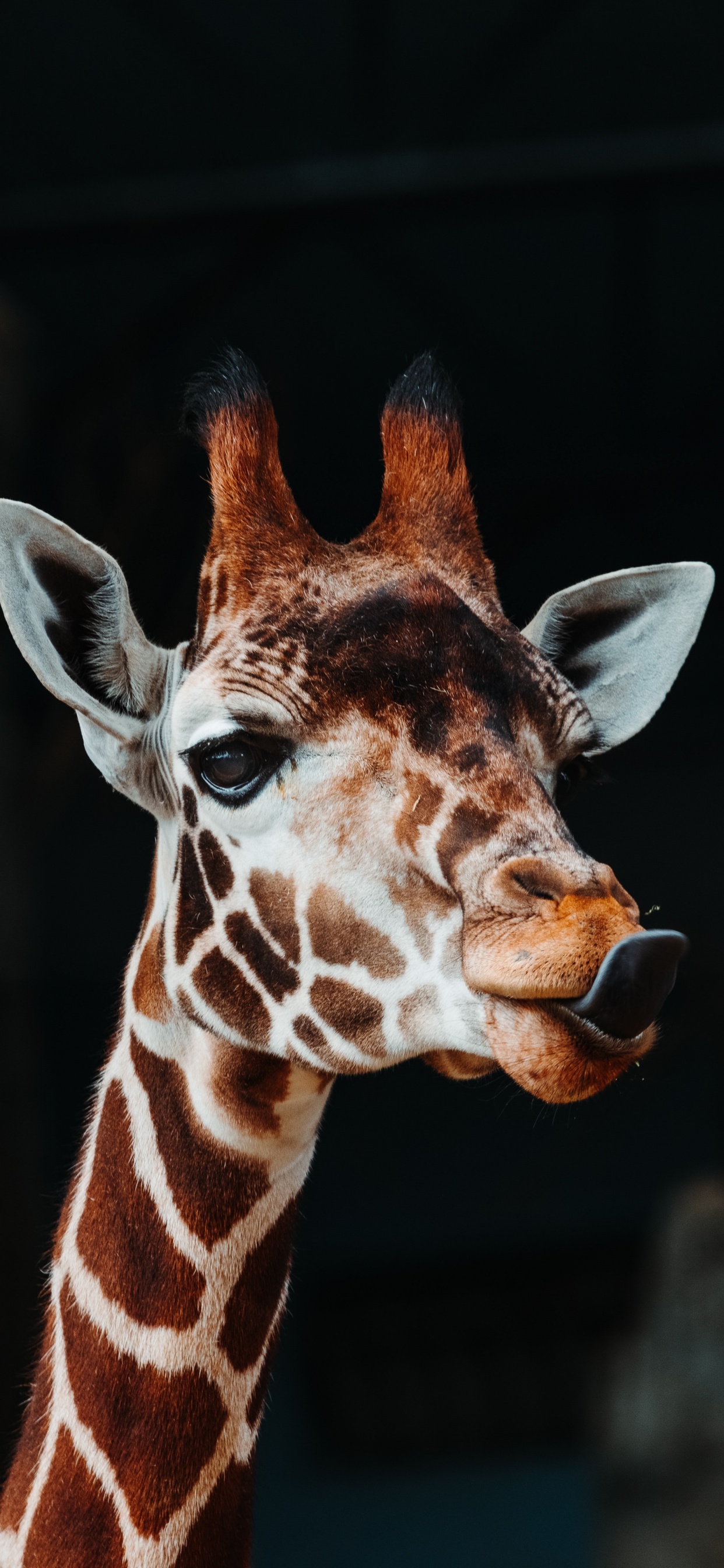 Brown and White Giraffe Head. Wallpaper in 1242x2688 Resolution