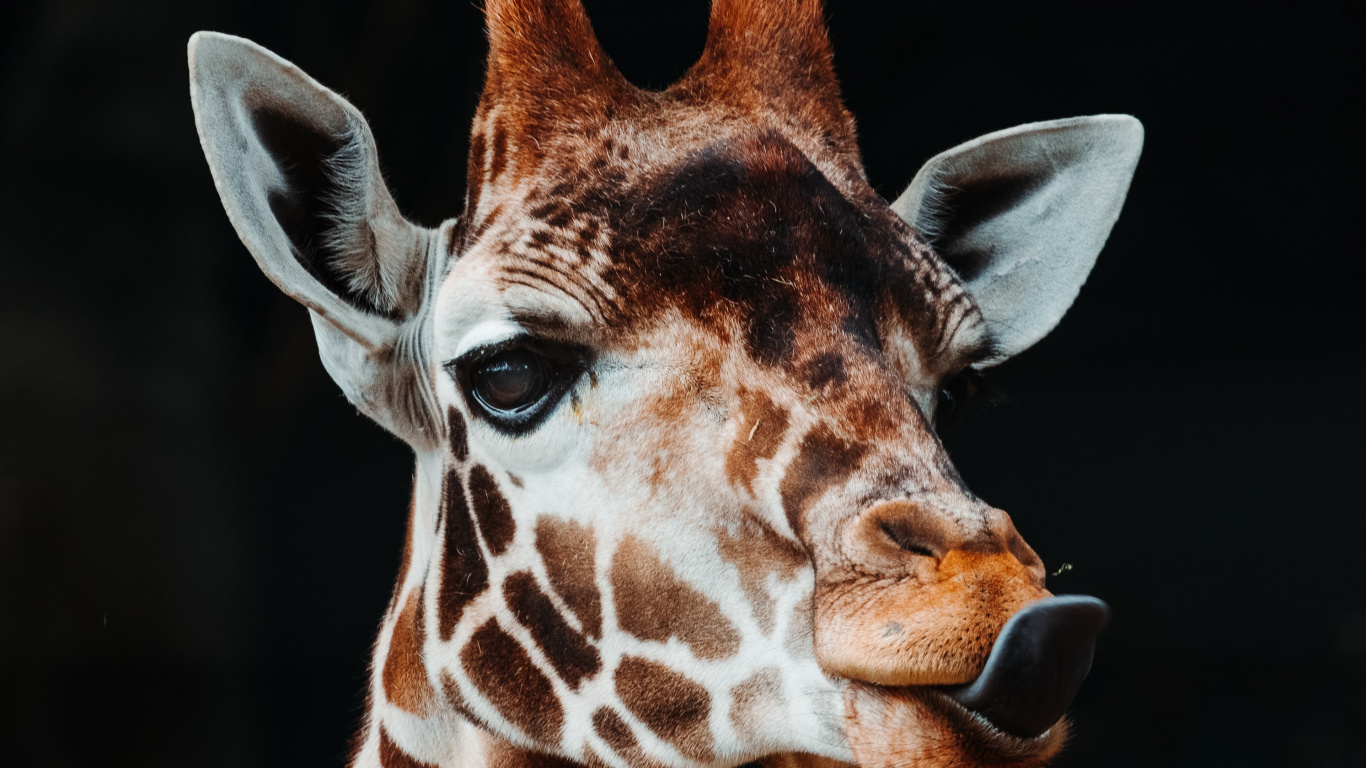 Brown and White Giraffe Head. Wallpaper in 1366x768 Resolution