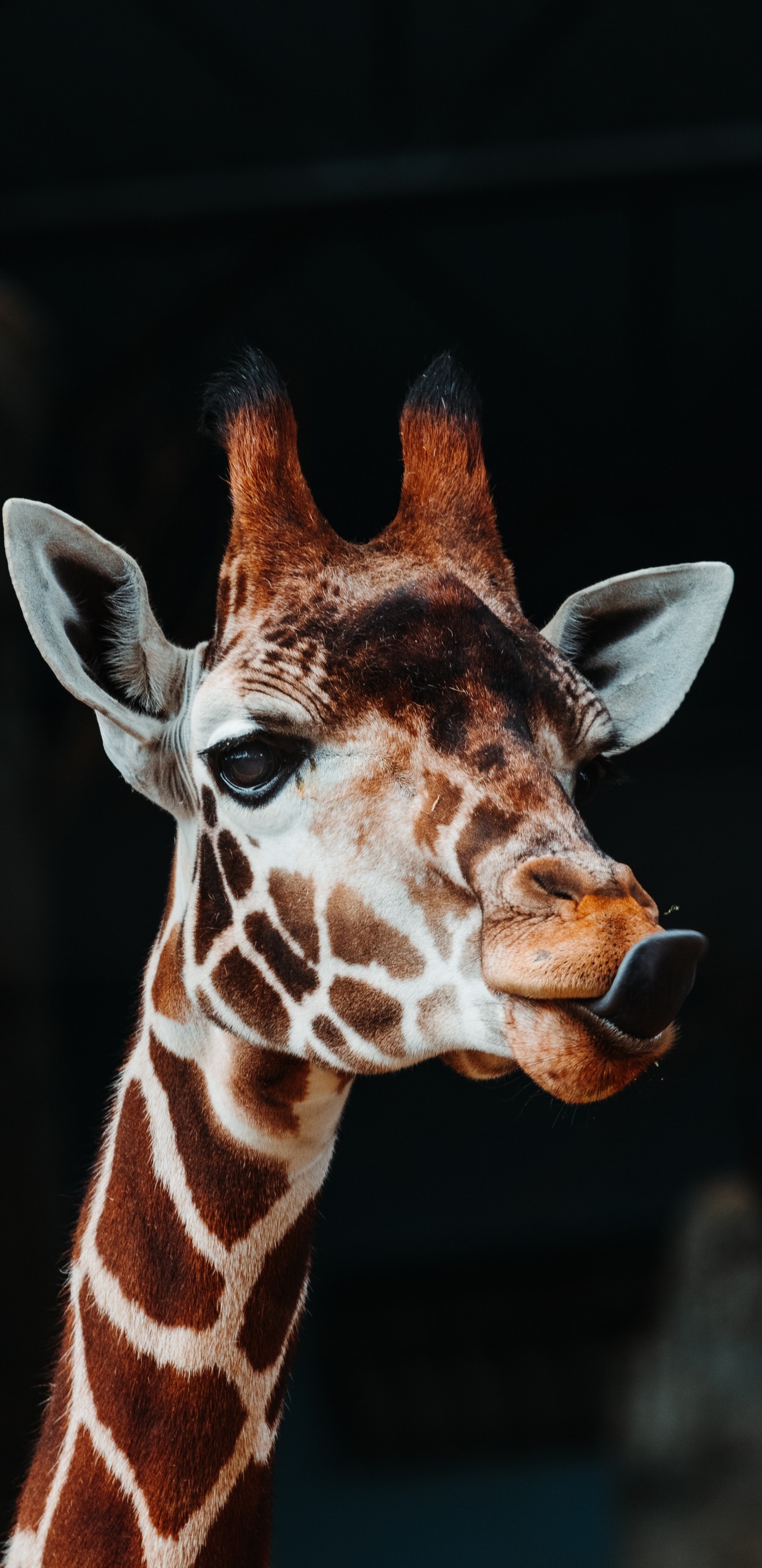 Tête de Girafe Brune et Blanche. Wallpaper in 1440x2960 Resolution