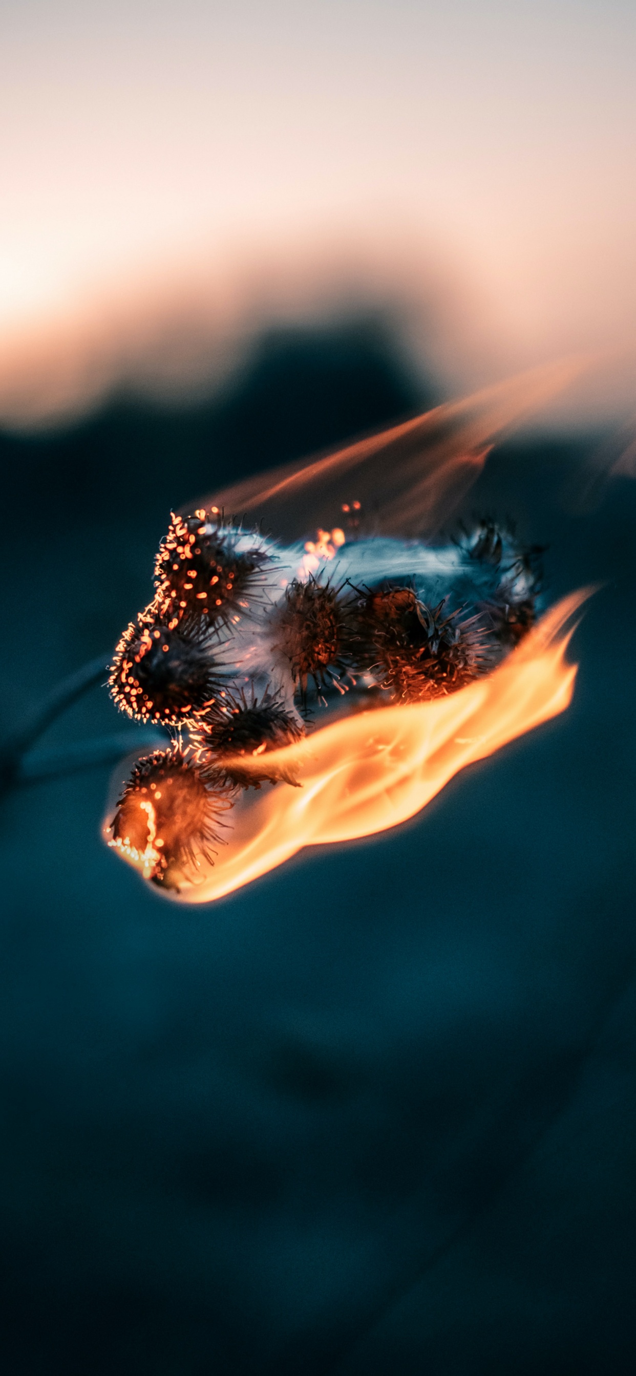 首歌, 苹果音乐, 液体, 电蓝色的, 热 壁纸 1242x2688 允许