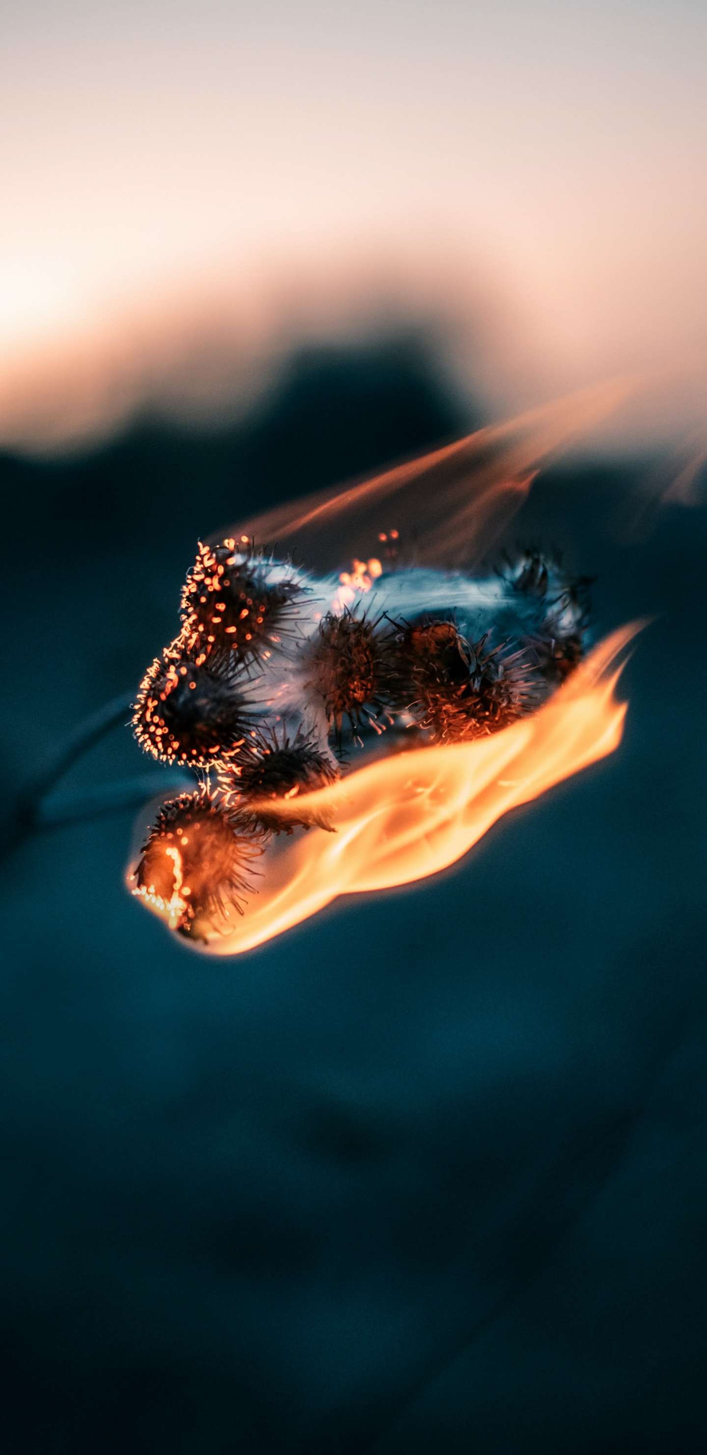 首歌, 苹果音乐, 液体, 电蓝色的, 热 壁纸 1440x2960 允许