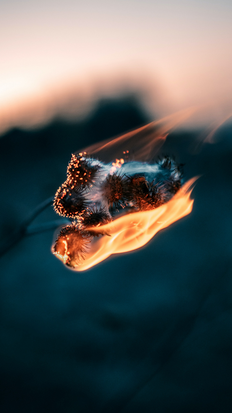 首歌, 苹果音乐, 液体, 电蓝色的, 热 壁纸 750x1334 允许