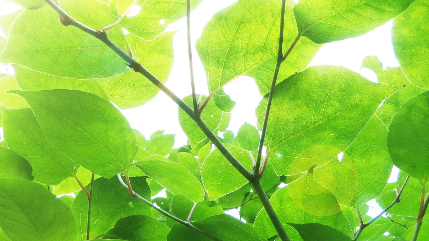 Grüne Blätter in Makroaufnahme. Wallpaper in 1366x768 Resolution