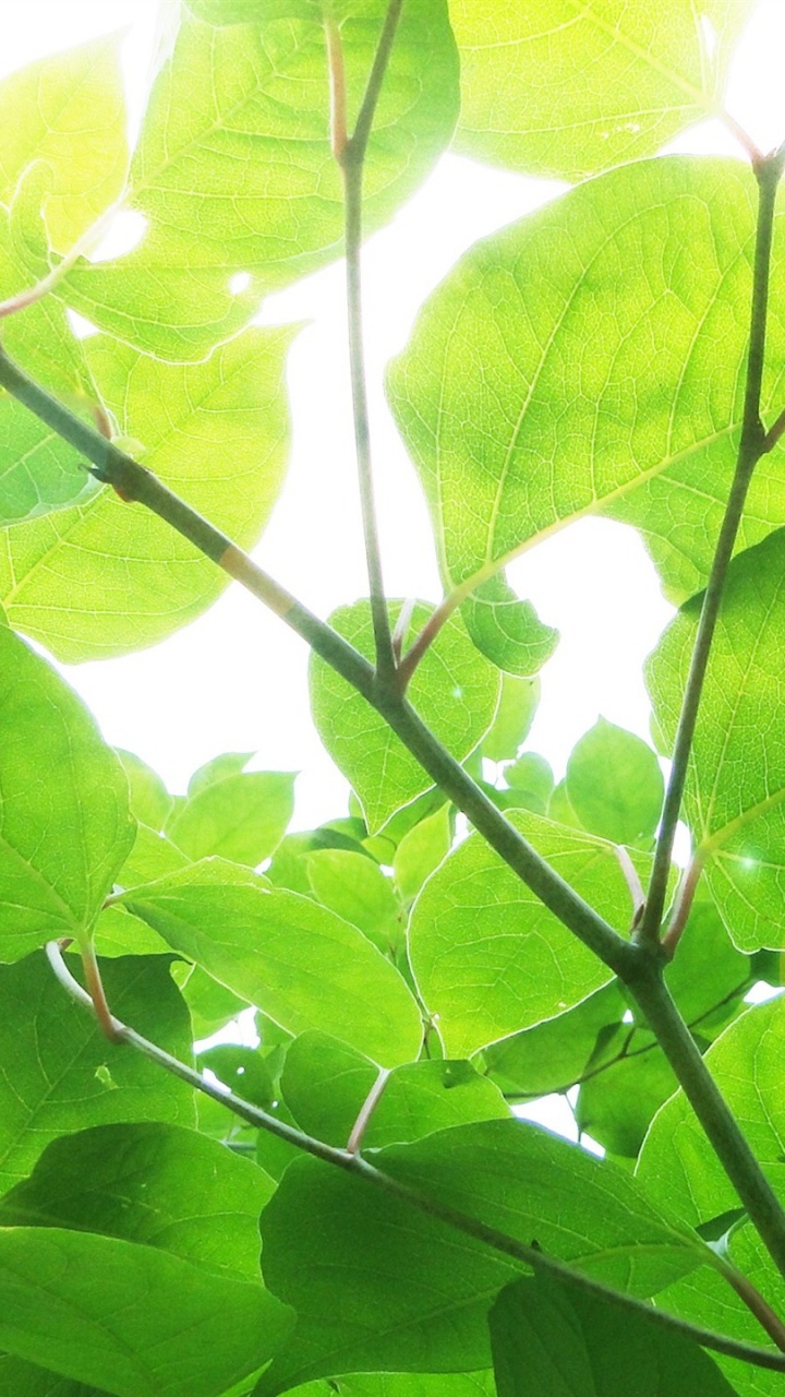 Green Leaves in Macro Shot. Wallpaper in 720x1280 Resolution
