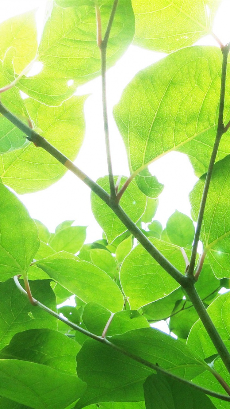 Green Leaves in Macro Shot. Wallpaper in 750x1334 Resolution