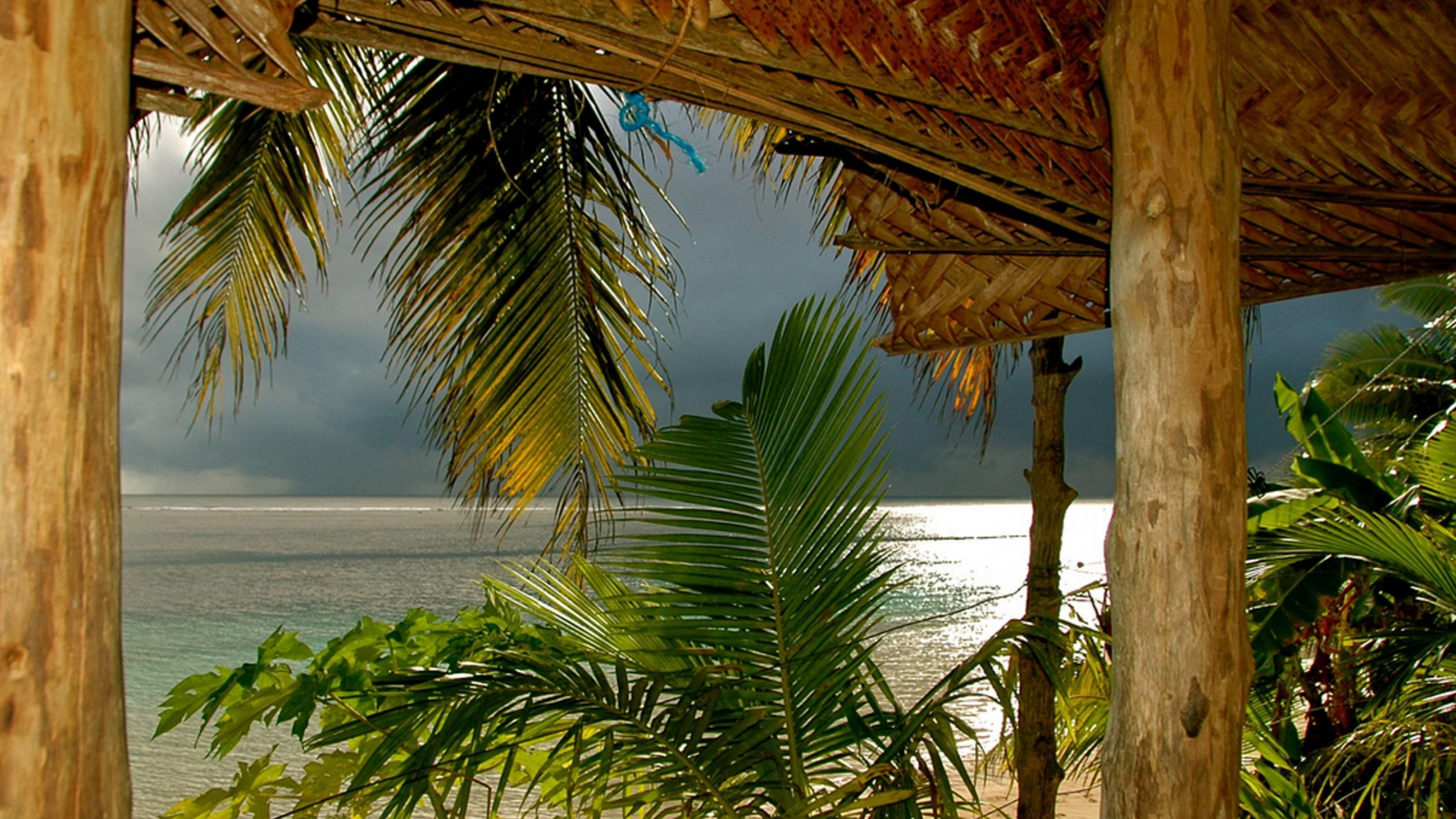 Palm Tree Near Body of Water During Daytime. Wallpaper in 2560x1440 Resolution