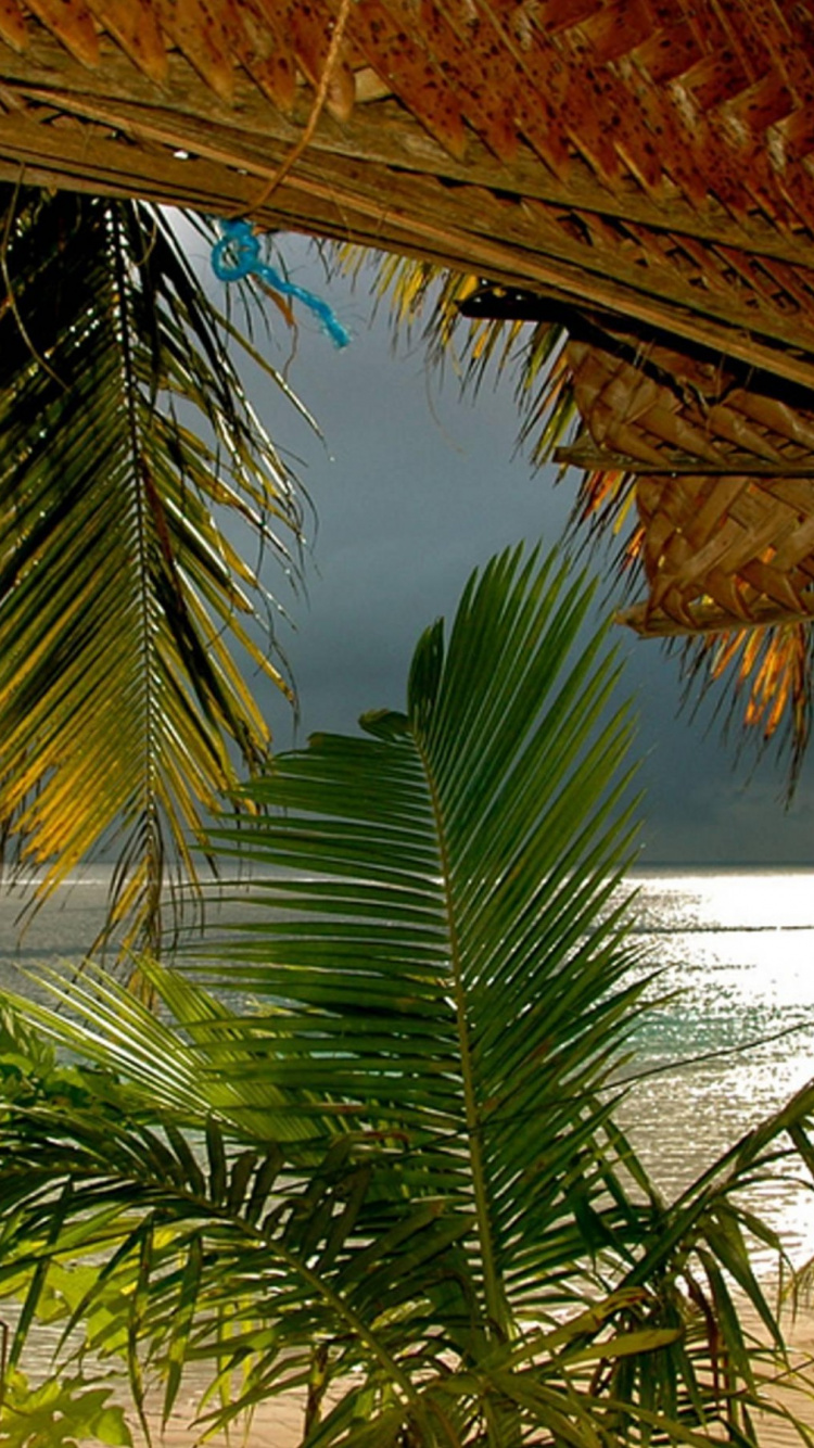 Palm Tree Near Body of Water During Daytime. Wallpaper in 750x1334 Resolution